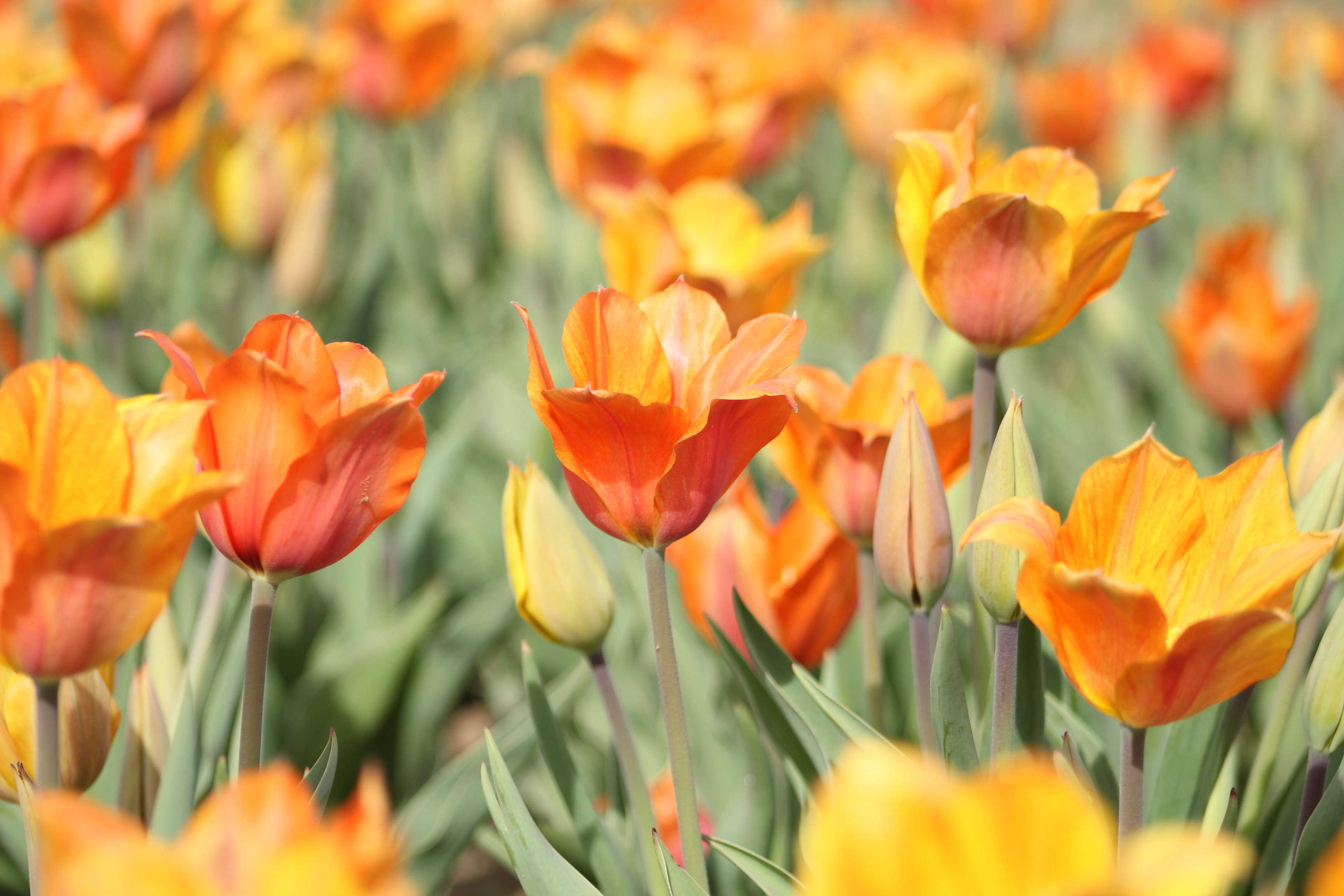 Laden Sie das Natur, Blumen, Blume, Nahansicht, Tulpe, Erde/natur, Orangene Blume-Bild kostenlos auf Ihren PC-Desktop herunter