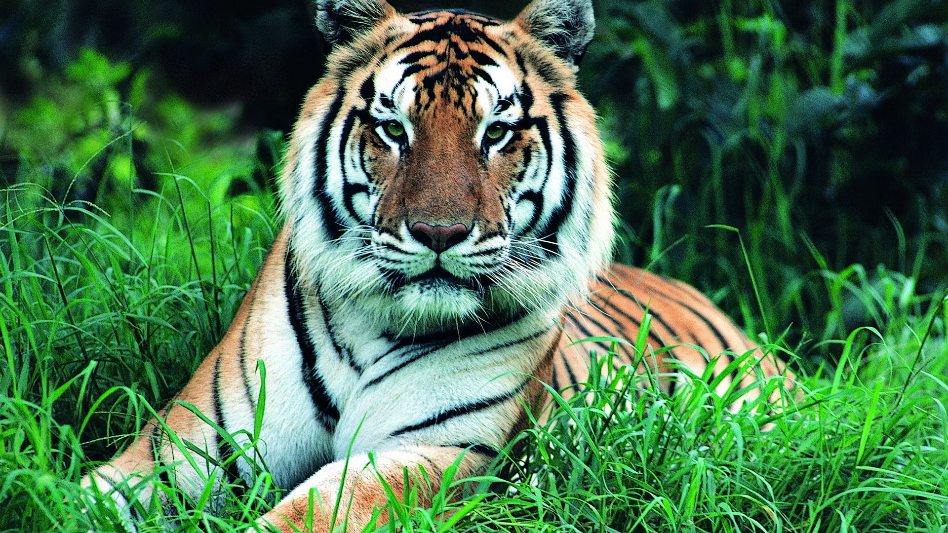 tigers, animals Image for desktop