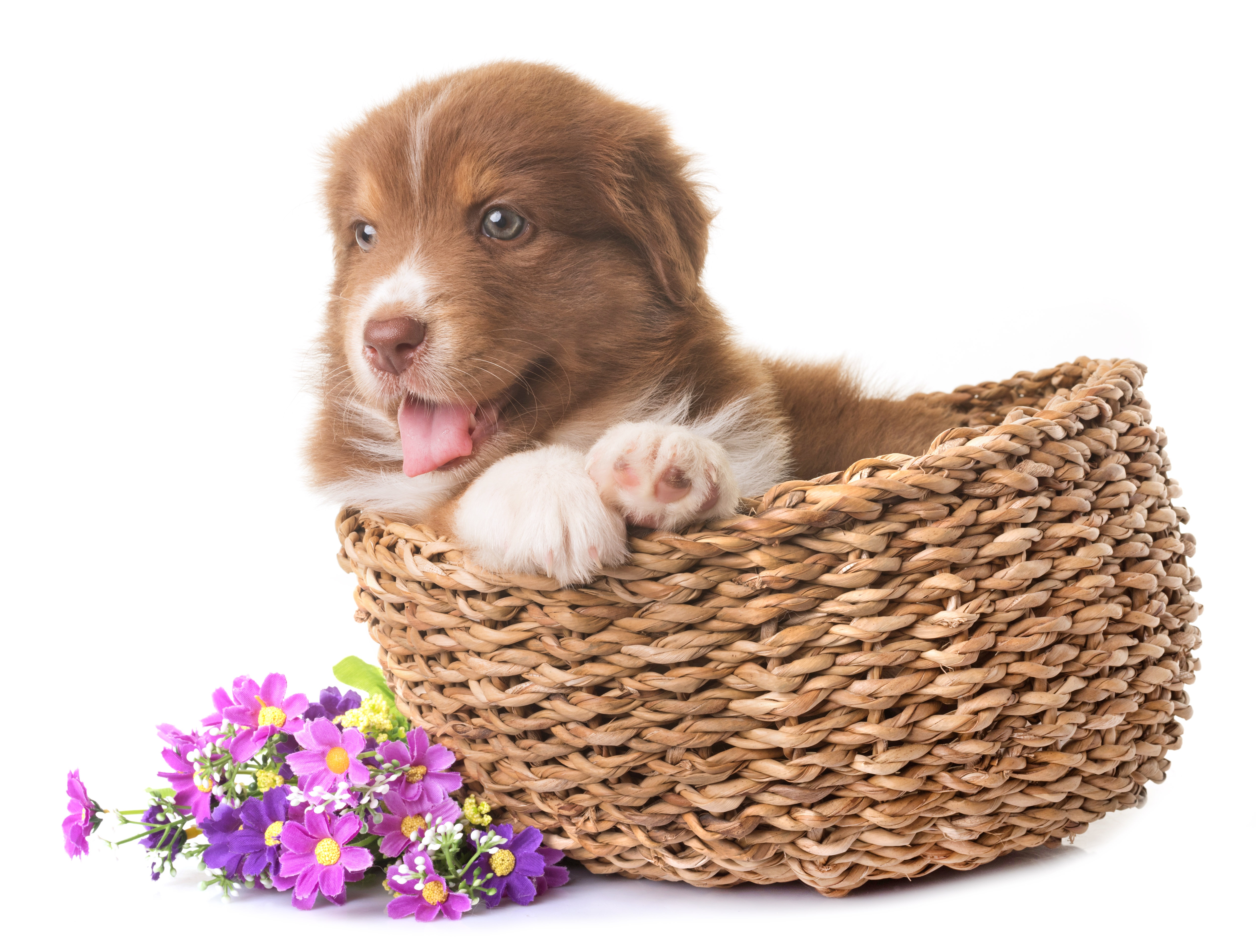 Laden Sie das Tiere, Hunde, Blume, Hund, Welpen, Korb, Australischer Hirte, Tierbaby-Bild kostenlos auf Ihren PC-Desktop herunter