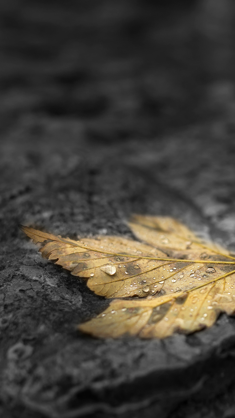 Handy-Wallpaper Natur, Blatt, Wassertropfen, Erde/natur kostenlos herunterladen.