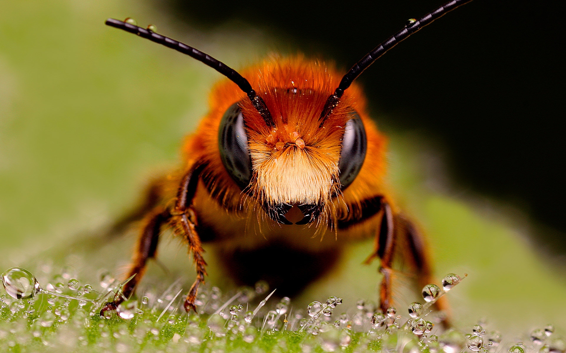 Téléchargez des papiers peints mobile Animaux, Abeille gratuitement.