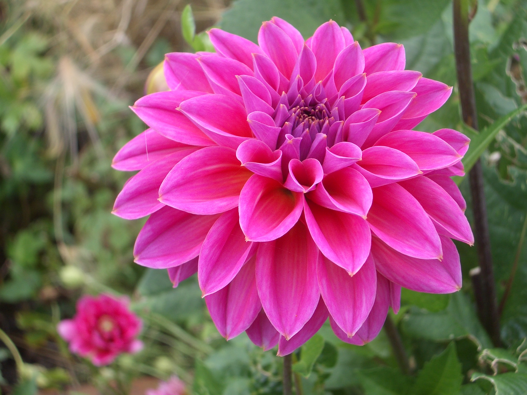 Laden Sie das Blumen, Blume, Dahlien, Erde/natur-Bild kostenlos auf Ihren PC-Desktop herunter