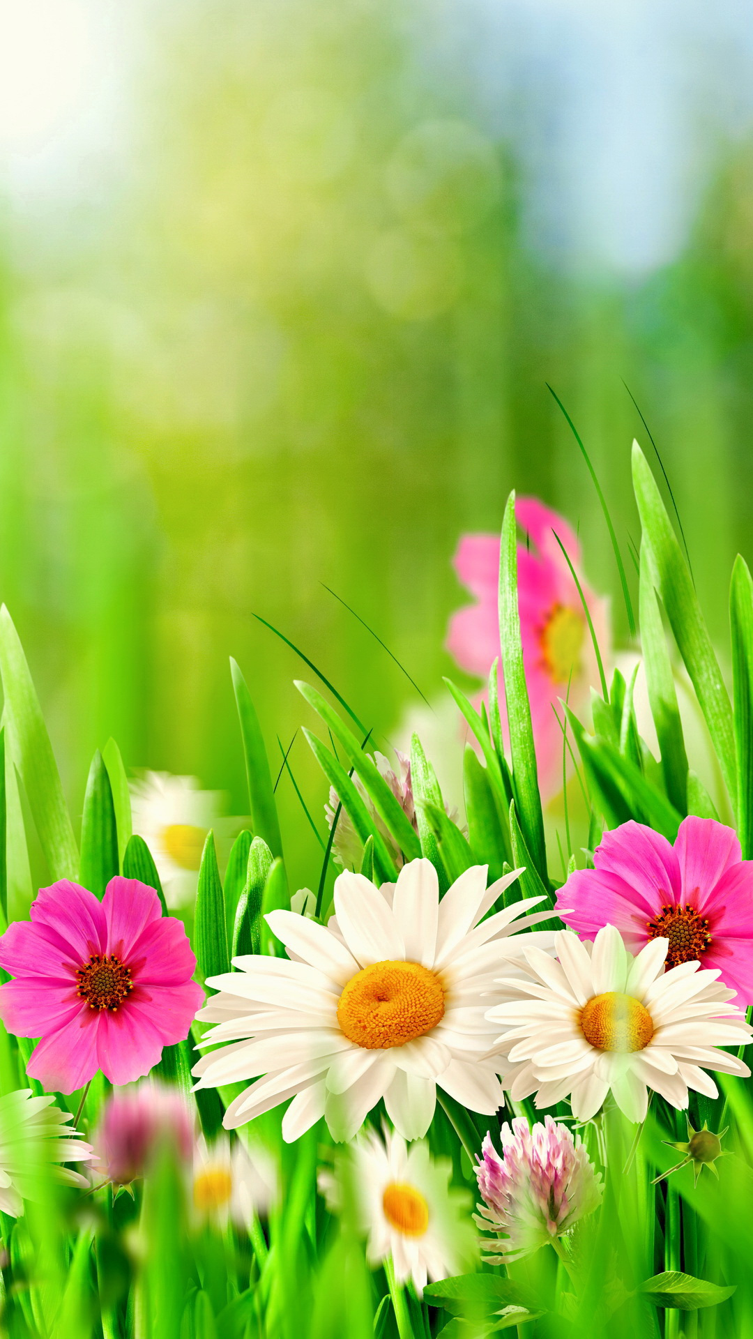 Download mobile wallpaper Nature, Flowers, Grass, Flower, Close Up, Earth, Spring, Bokeh, Daisy for free.