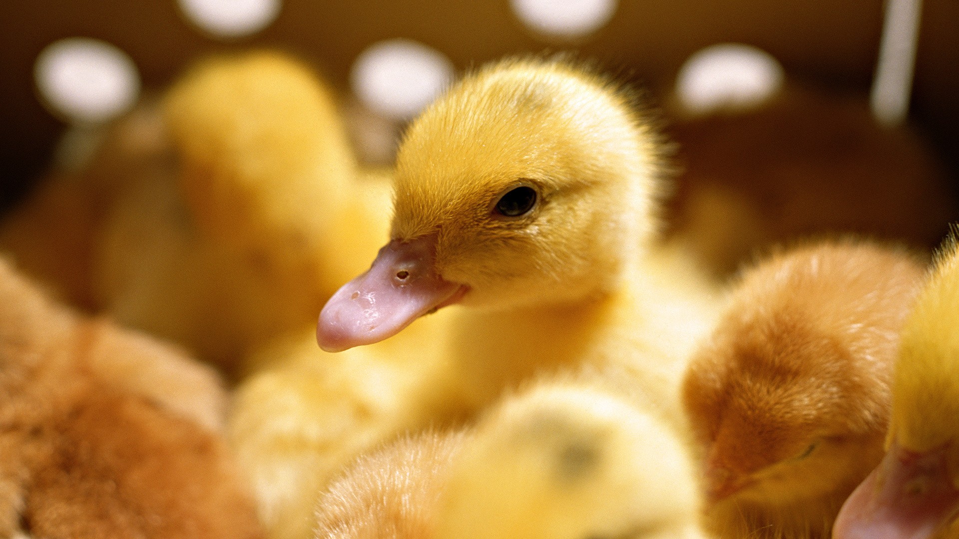 Téléchargez gratuitement l'image Animaux, Canard, Des Oiseaux sur le bureau de votre PC