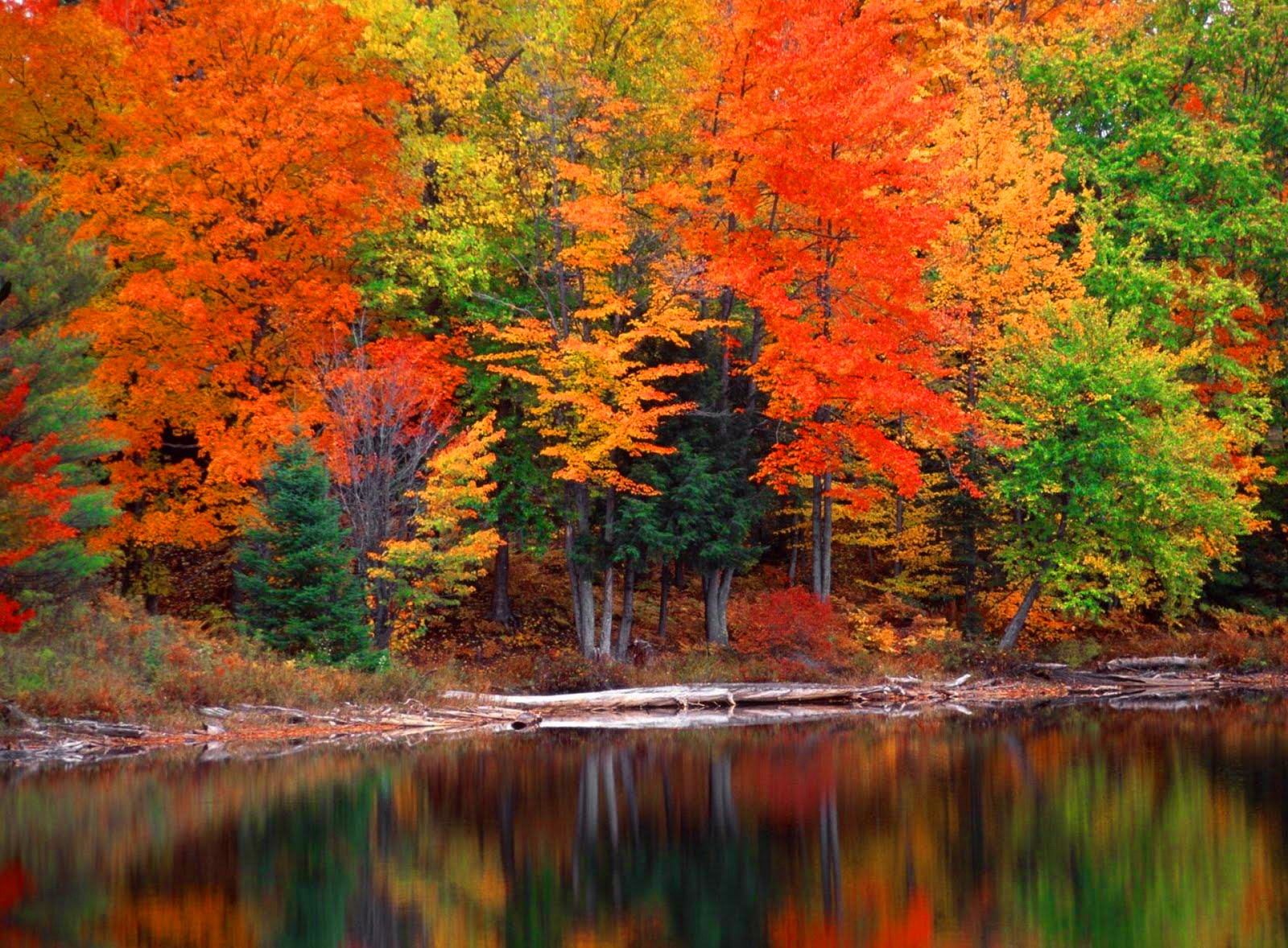 Скачать обои бесплатно Осень, Озера, Озеро, Лес, Дерево, Земля/природа картинка на рабочий стол ПК