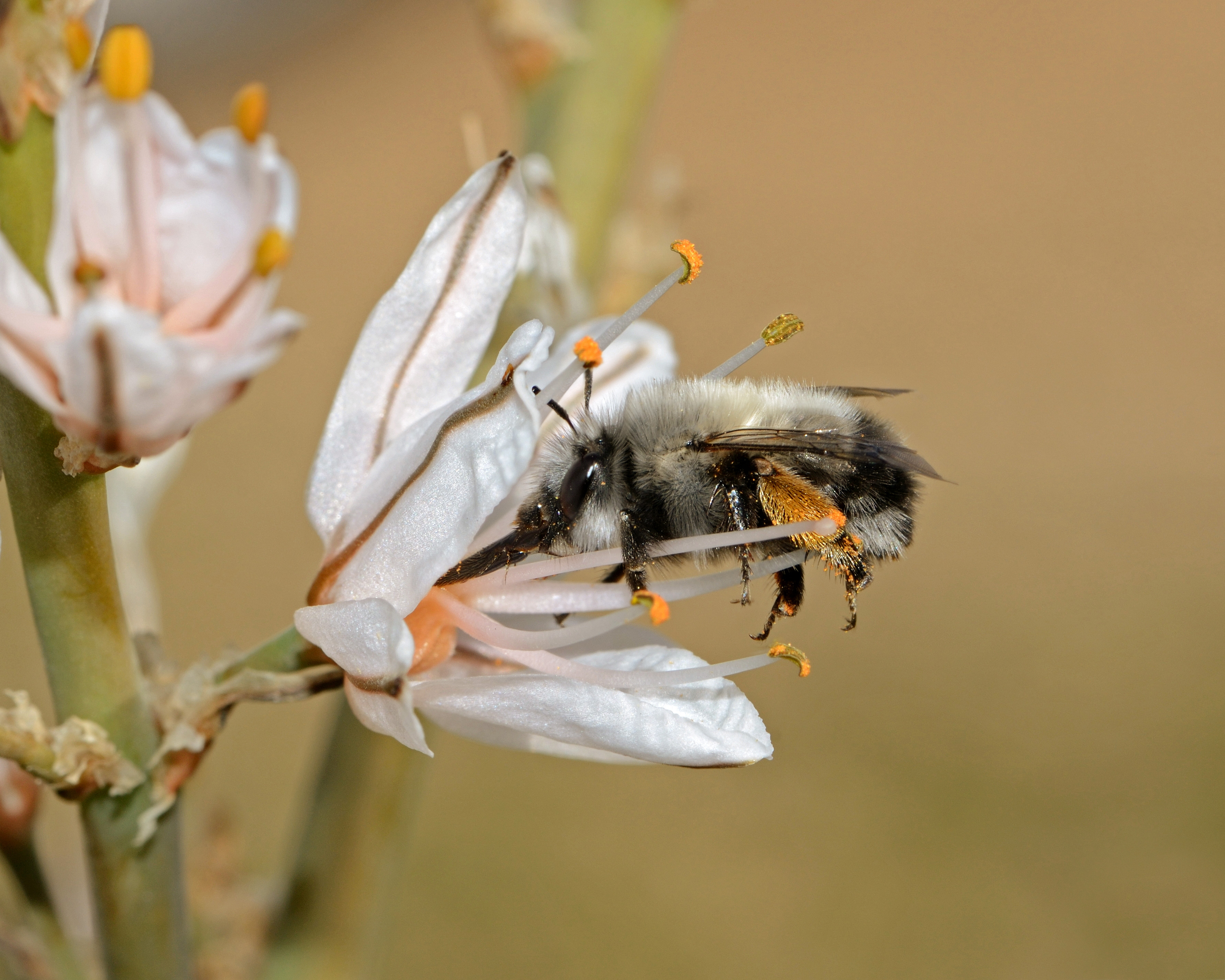Завантажити шпалери безкоштовно Комахи, Квітка, Бджола, Тварина картинка на робочий стіл ПК