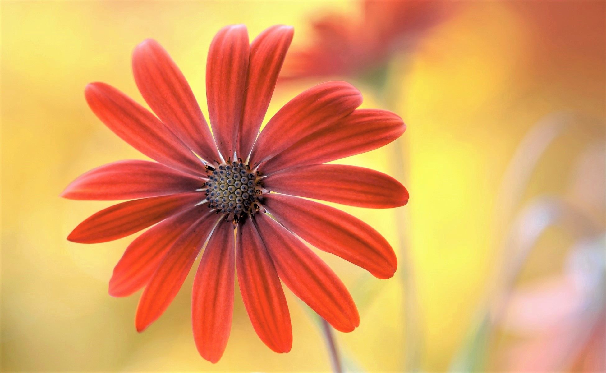 Handy-Wallpaper Blumen, Blume, Gänseblümchen, Erde/natur, Orangene Blume kostenlos herunterladen.