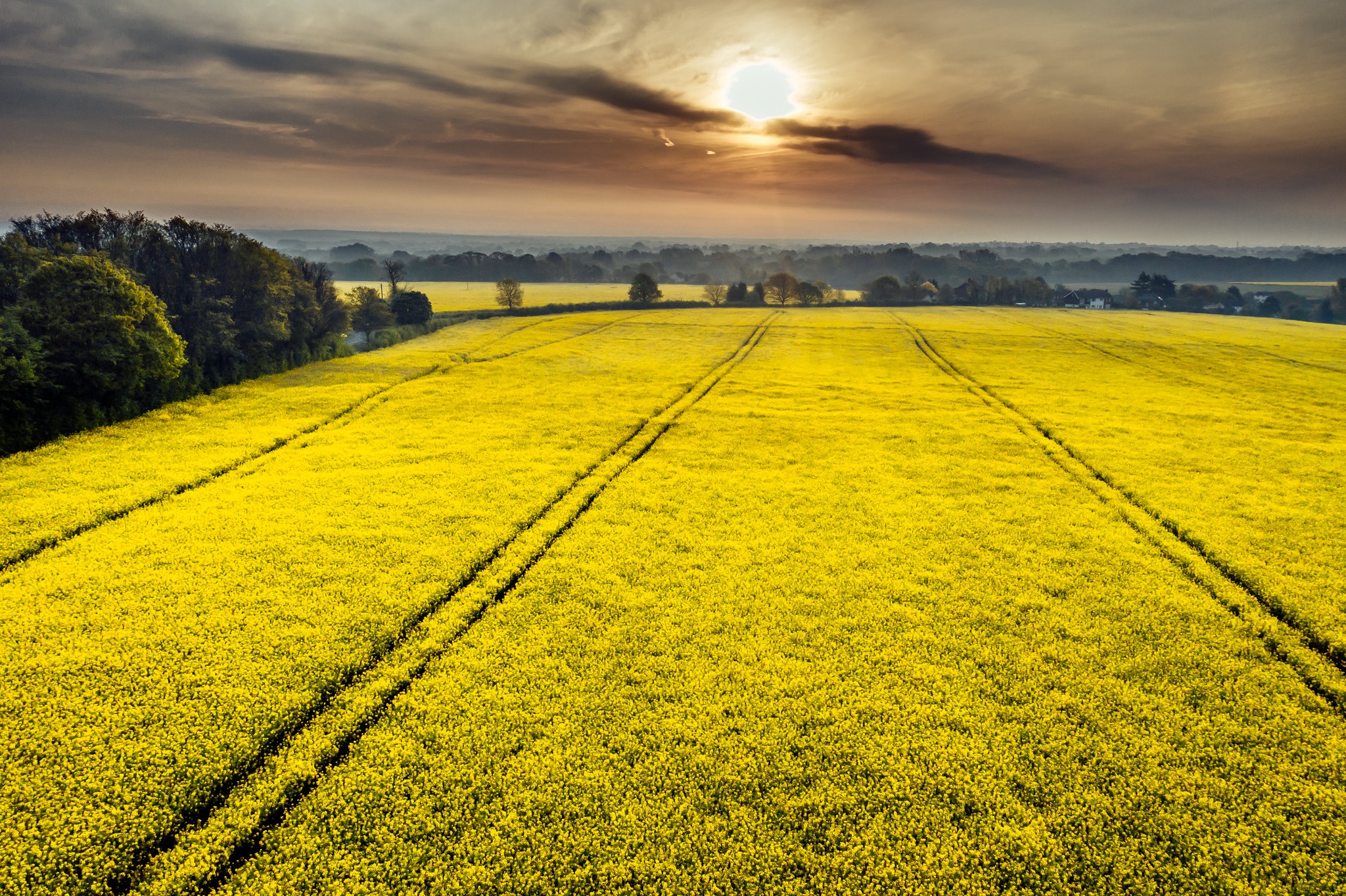 Download mobile wallpaper Sunset, Summer, Earth, Field, Yellow Flower, Rapeseed for free.
