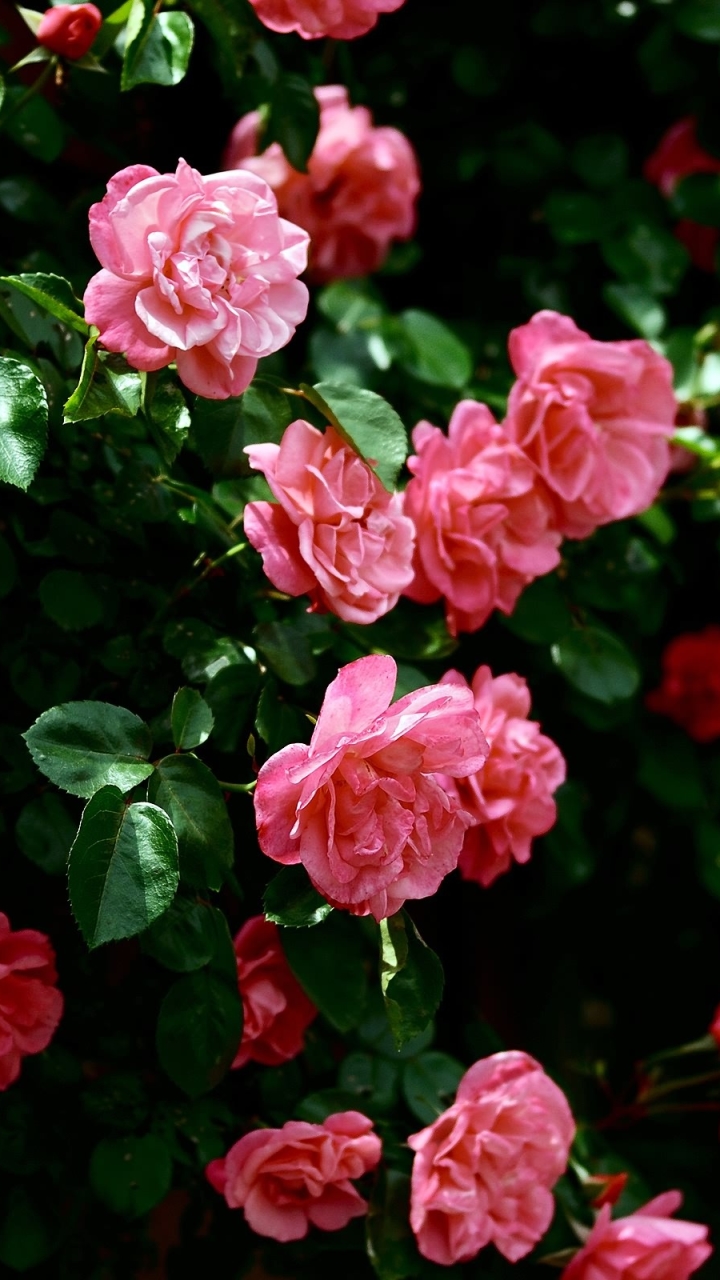 Скачати мобільні шпалери Квітка, Роза, Земля, Листок, Рожева Квітка, Трояндовий Кущ, Флауерзи безкоштовно.