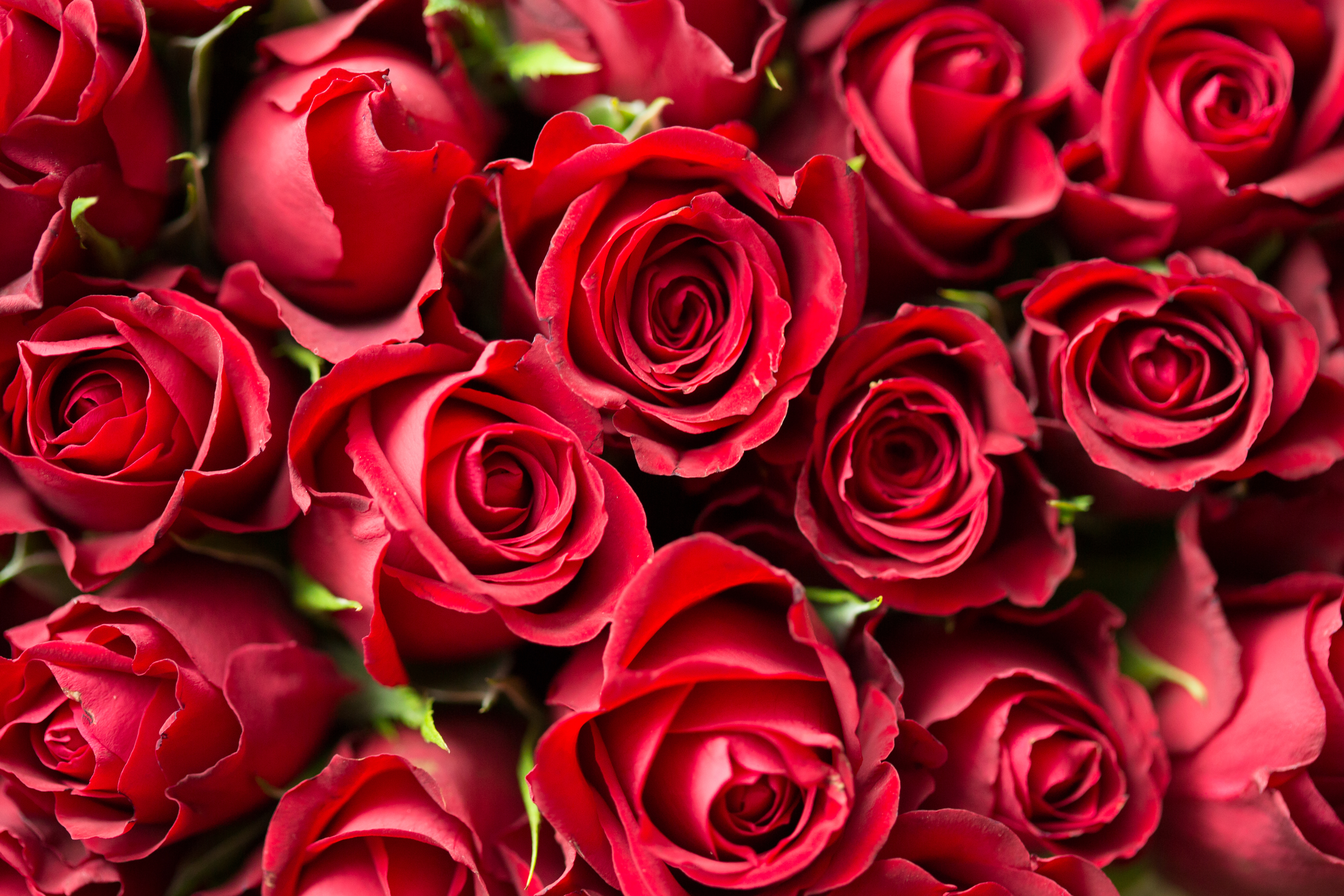 Скачать обои бесплатно Красный, Букет, Розы, Цветы картинка на рабочий стол ПК