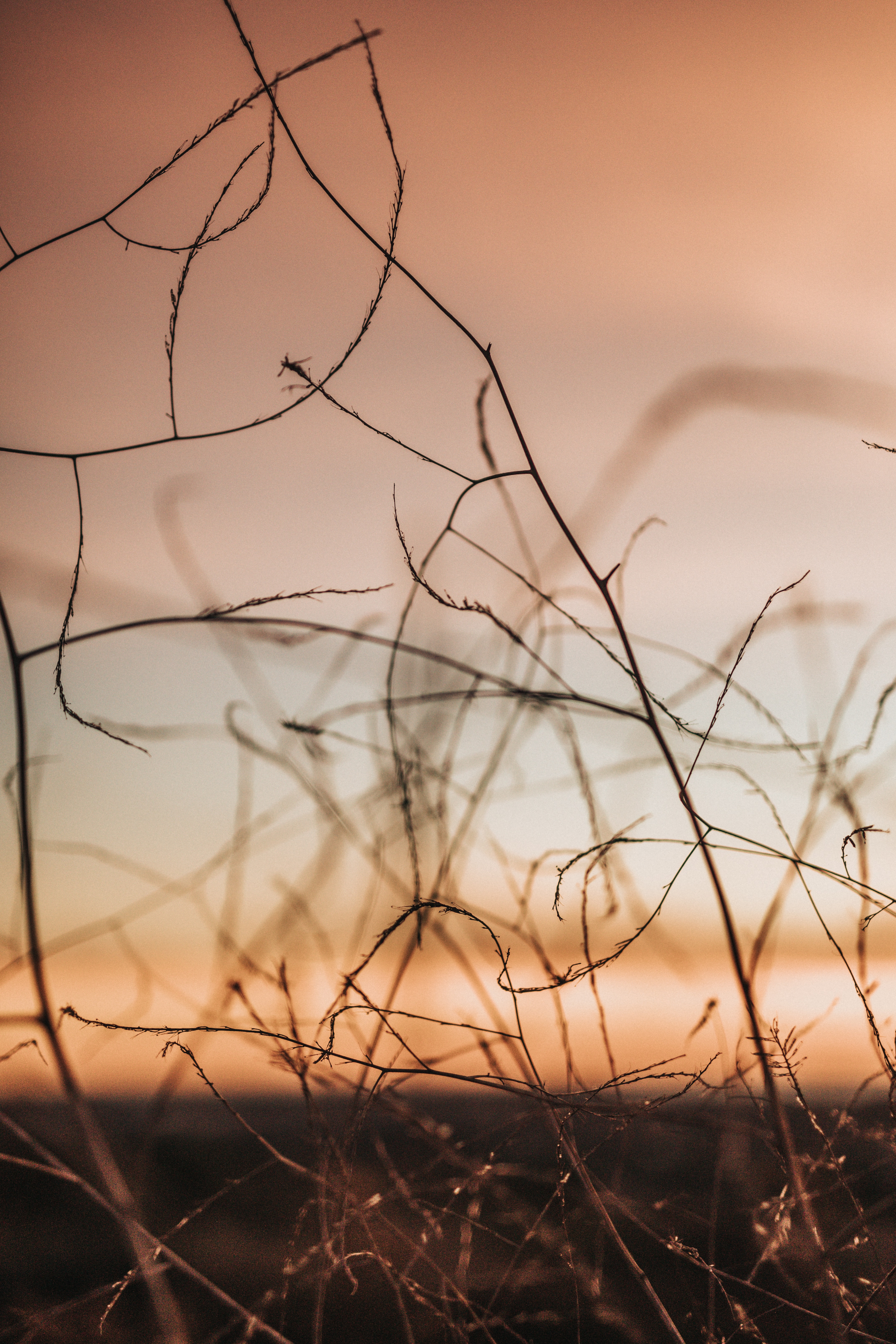 Download mobile wallpaper Twilight, Branches, Macro, Dusk, Nature, Plants for free.