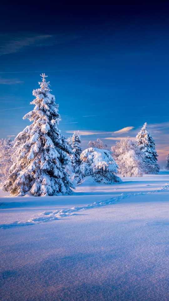 Download mobile wallpaper Winter, Snow, Park, Tree, Earth for free.