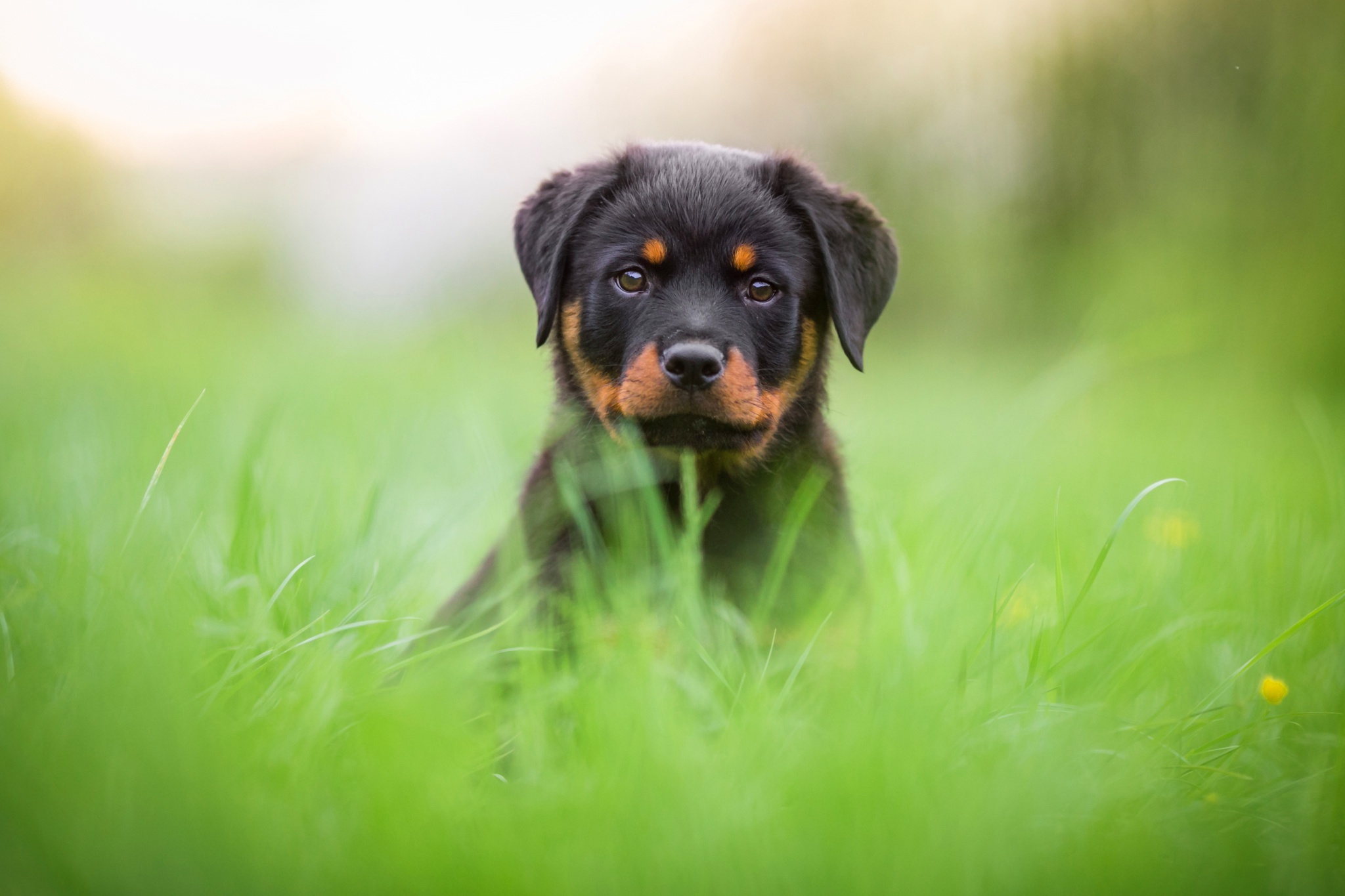 Download mobile wallpaper Dogs, Dog, Animal, Puppy, Rottweiler, Baby Animal, Stare for free.