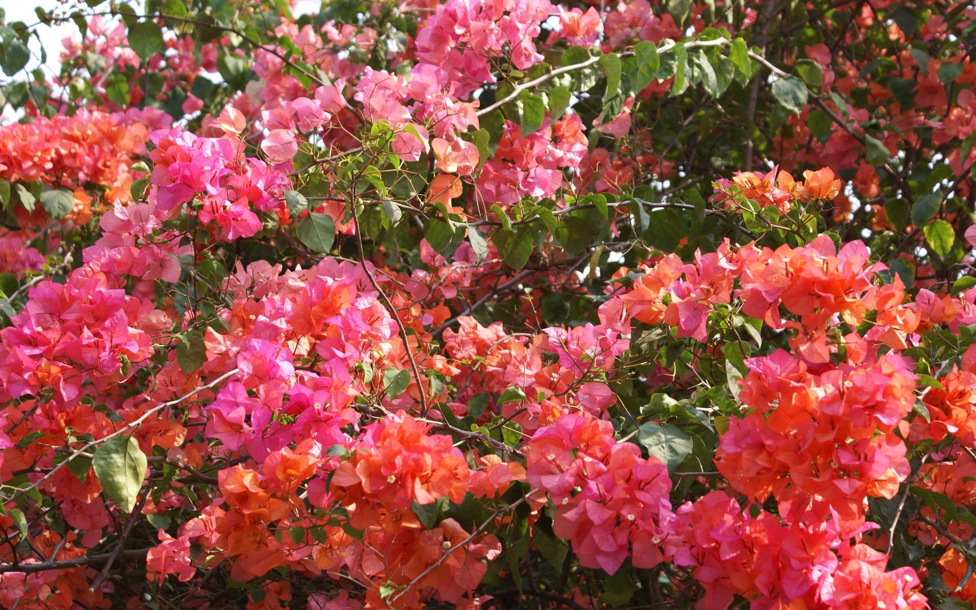 1464818 скачать картинку цветок, земля/природа, бугенвиль, розовый цветок - обои и заставки бесплатно