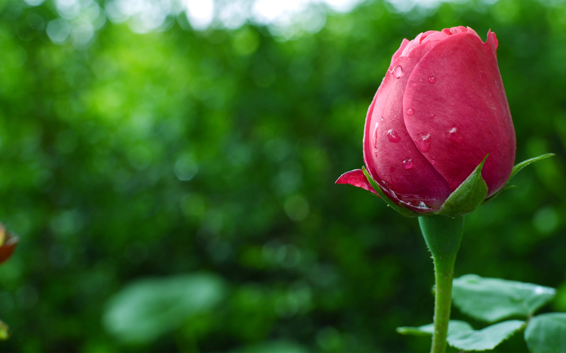 Descarga gratis la imagen Flor, Tierra/naturaleza en el escritorio de tu PC