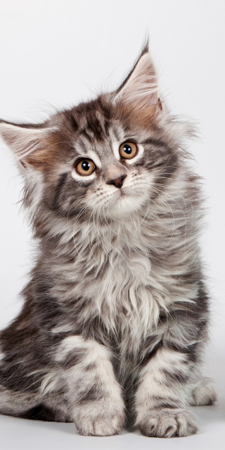 Download mobile wallpaper Cats, Cat, Kitten, Animal, Cute, Maine Coon for free.