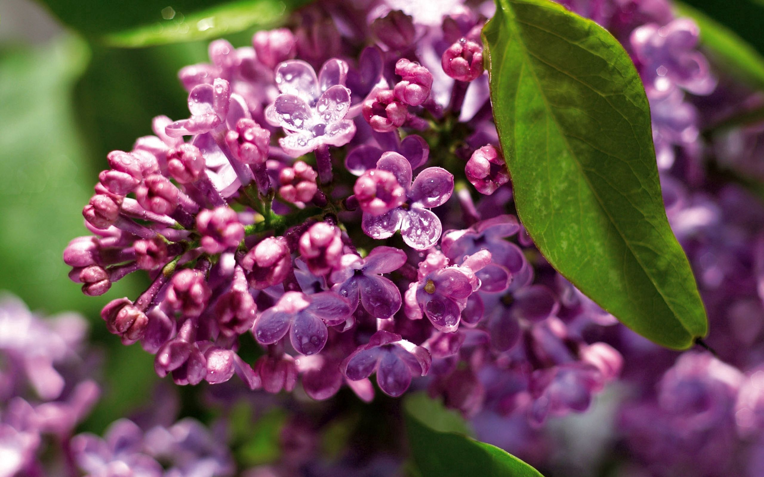 Download mobile wallpaper Lilac, Plant, Macro, Branch, Flowers for free.