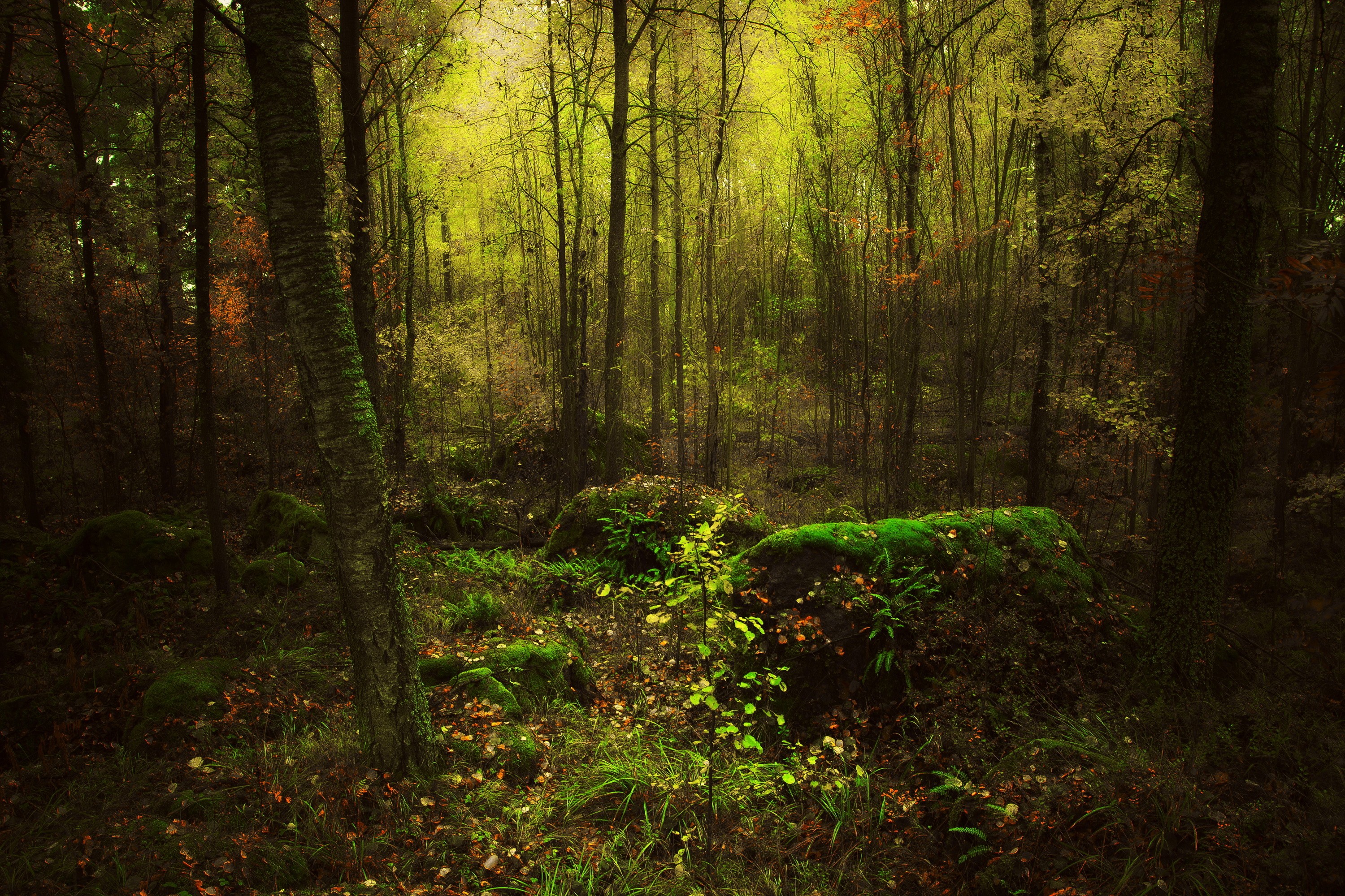 Descarga gratis la imagen Naturaleza, Bosque, Árbol, Musgo, Tierra/naturaleza en el escritorio de tu PC