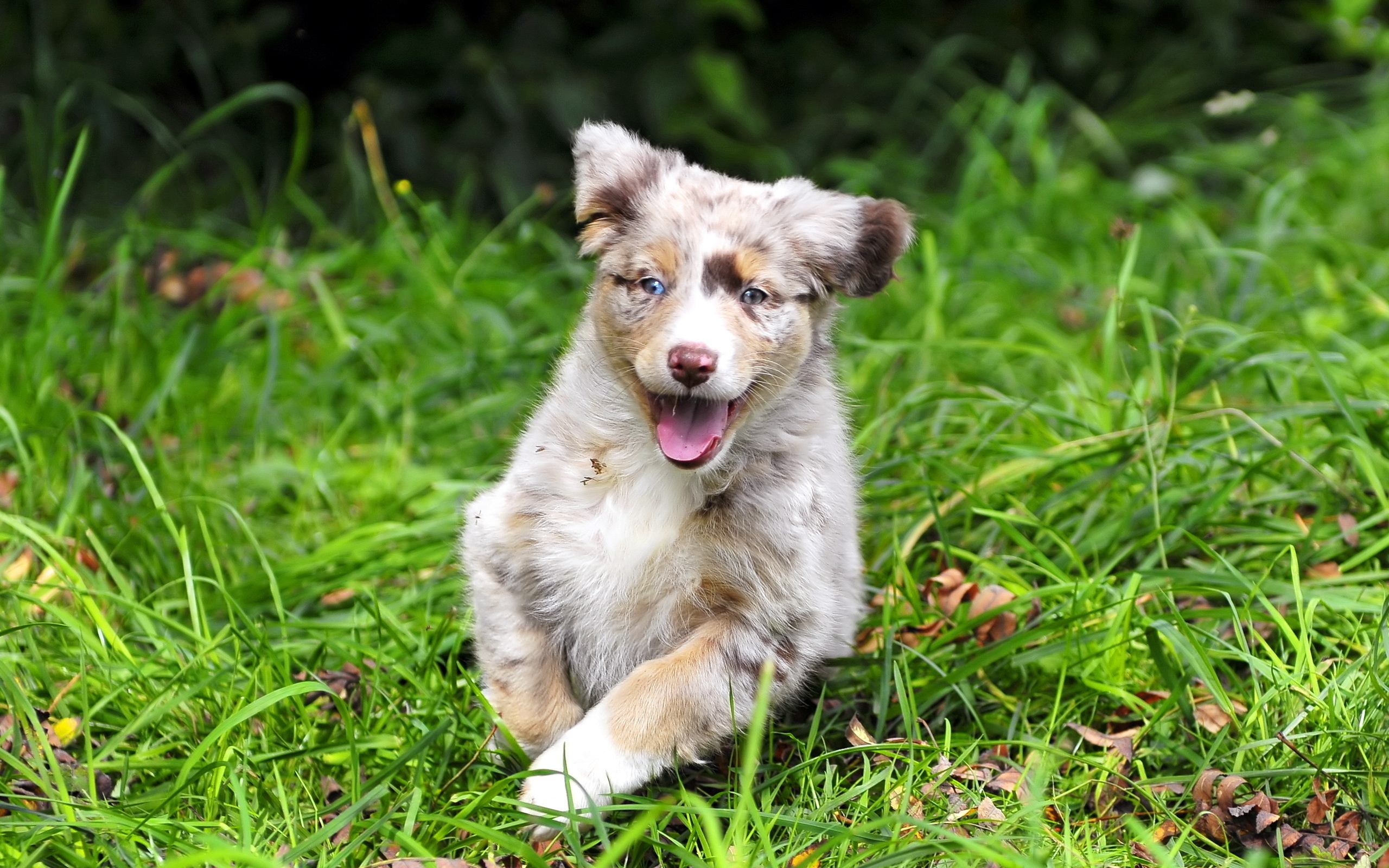 PCデスクトップに子犬, 犬, 動物画像を無料でダウンロード