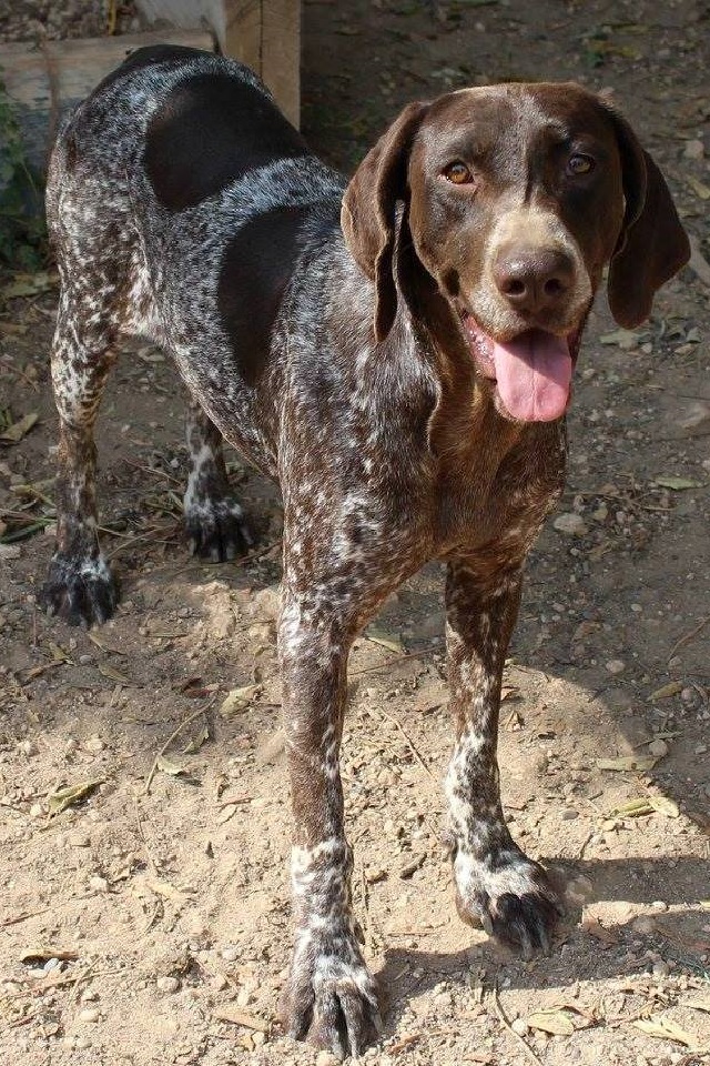 Baixar papel de parede para celular de Animais, Cães, Cão gratuito.