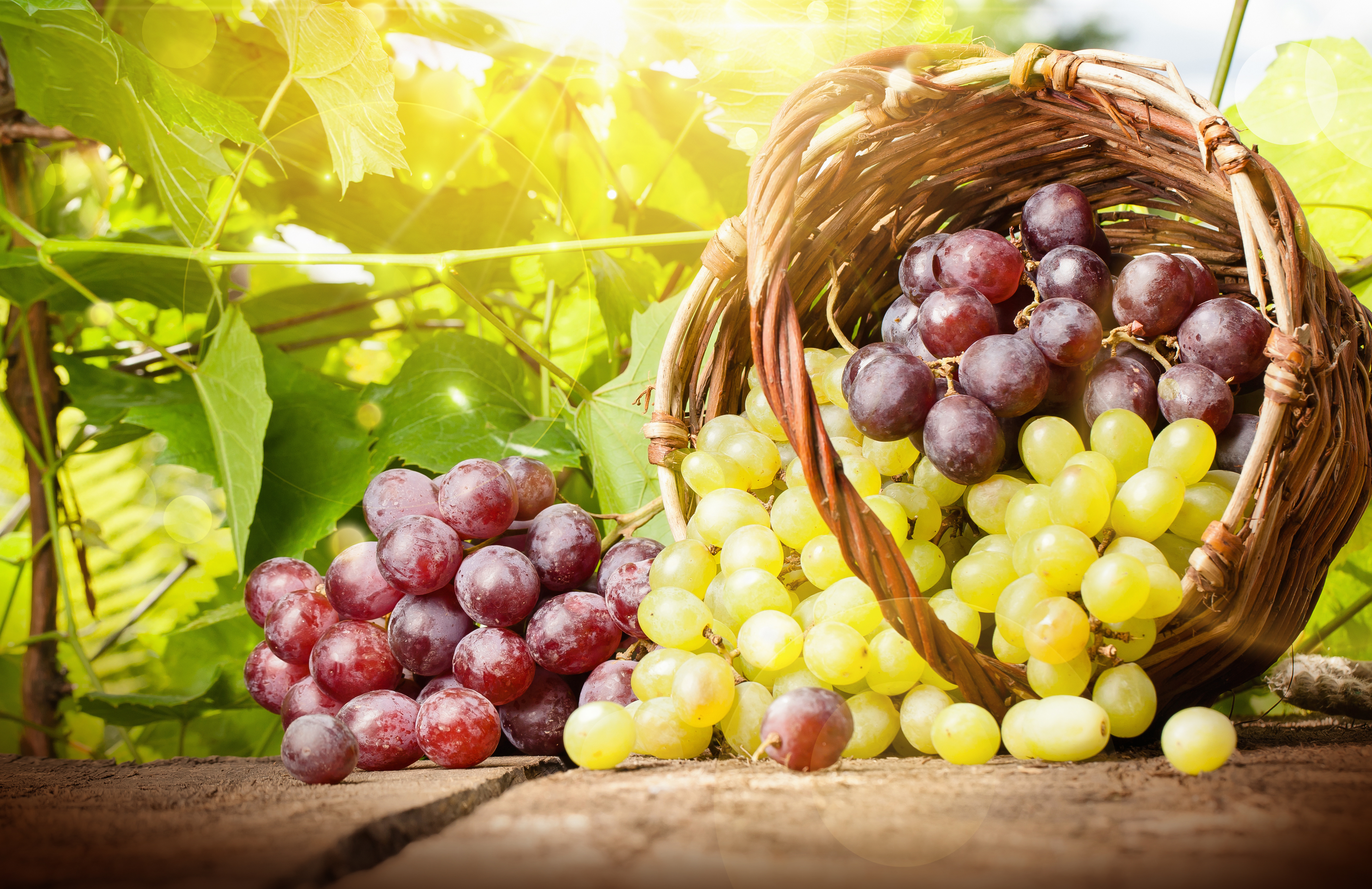 Download mobile wallpaper Fruits, Food, Grapes, Fruit, Basket, Sunny for free.