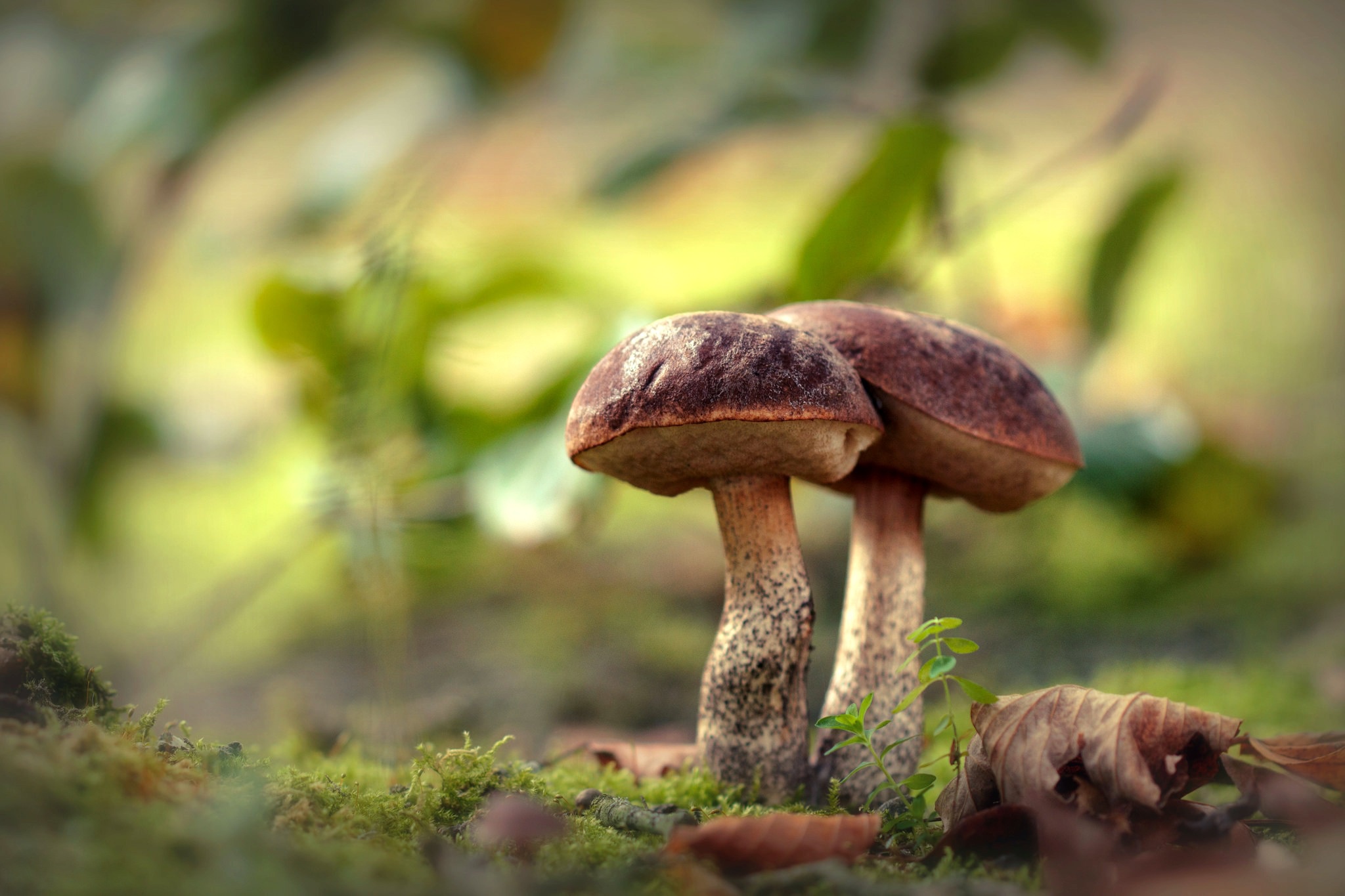 Download mobile wallpaper Nature, Macro, Earth, Mushroom for free.