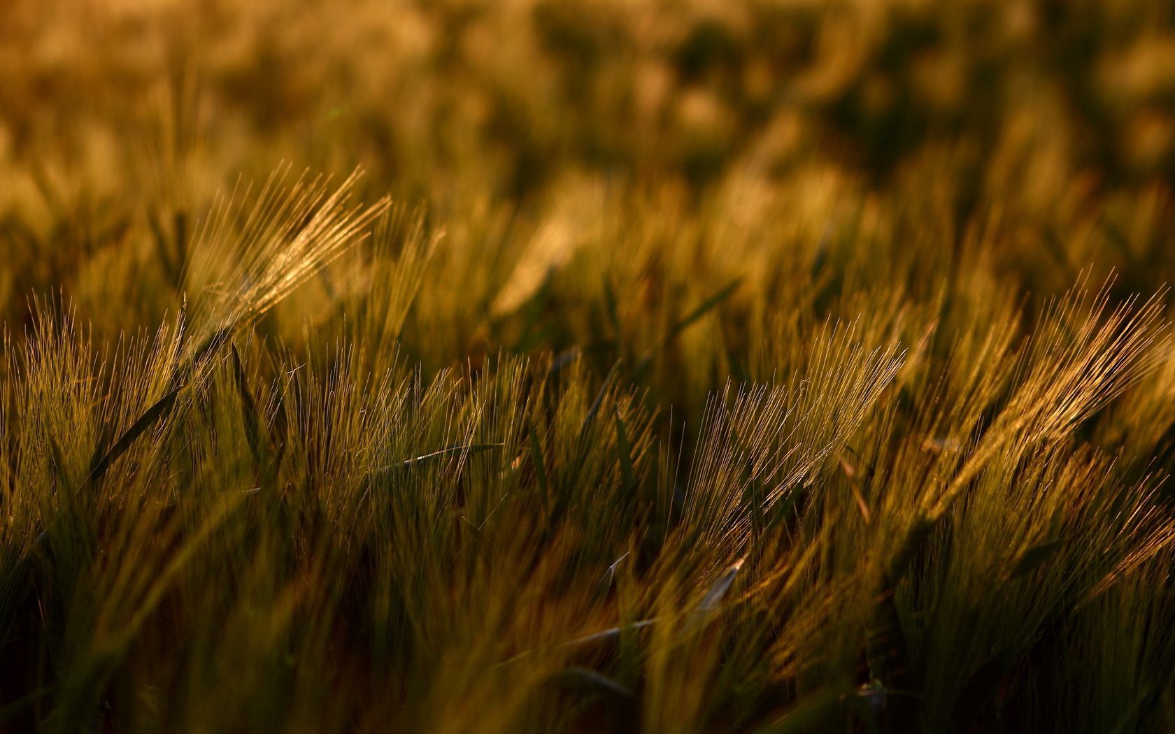 Laden Sie das Grass, Makro, Schatten, Dunkel-Bild kostenlos auf Ihren PC-Desktop herunter