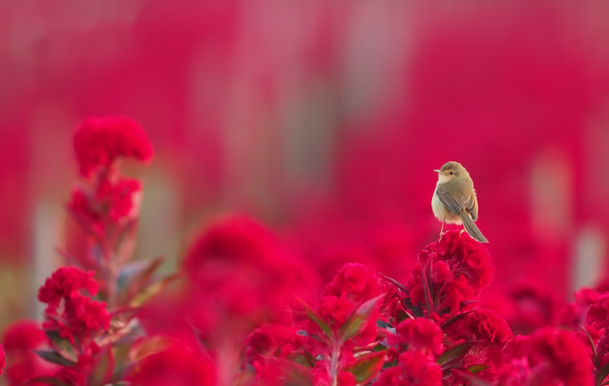 Download mobile wallpaper Birds, Bird, Animal, Red Flower for free.