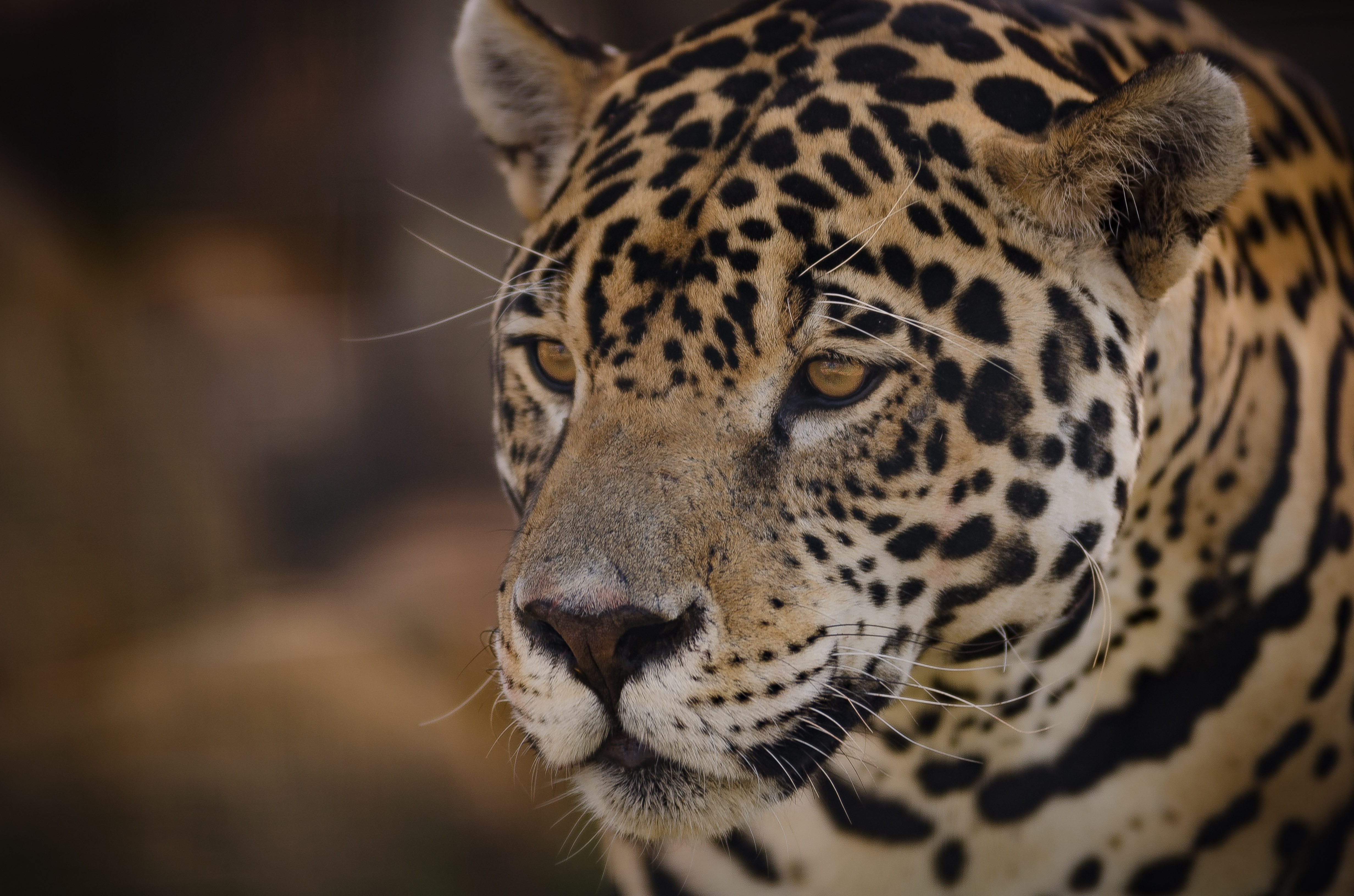 Free download wallpaper Muzzle, Animals, Jaguar, Predator on your PC desktop