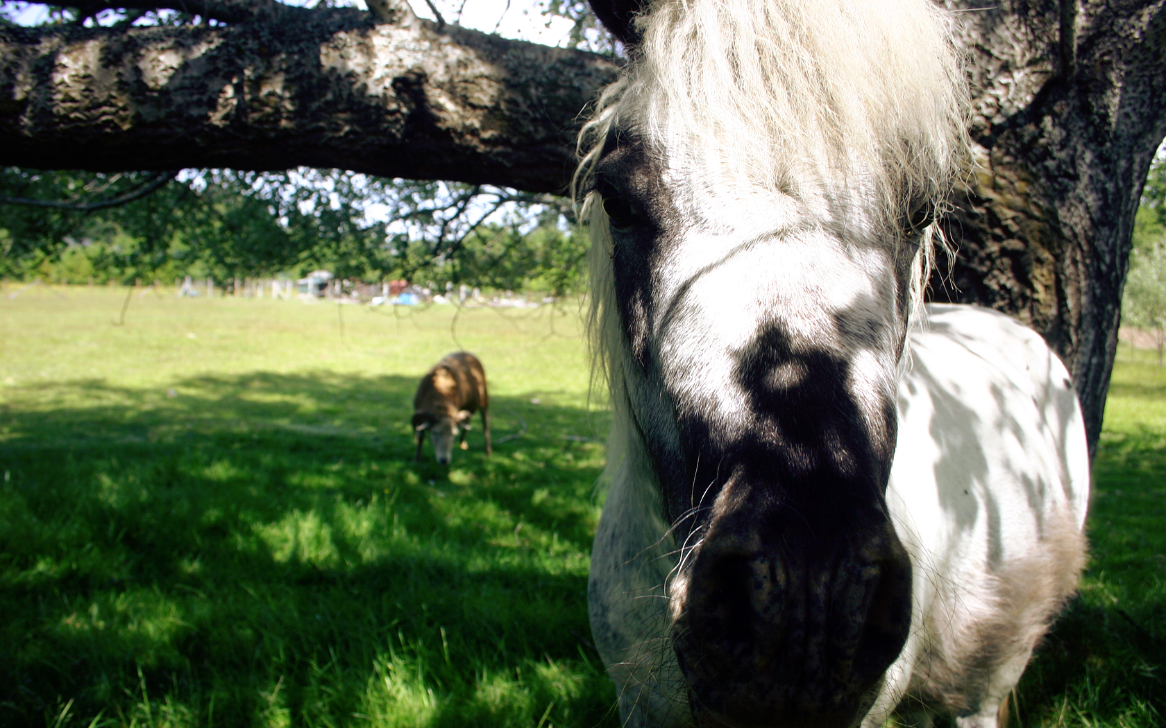 Baixe gratuitamente a imagem Animais, Cavalo, Vaca na área de trabalho do seu PC