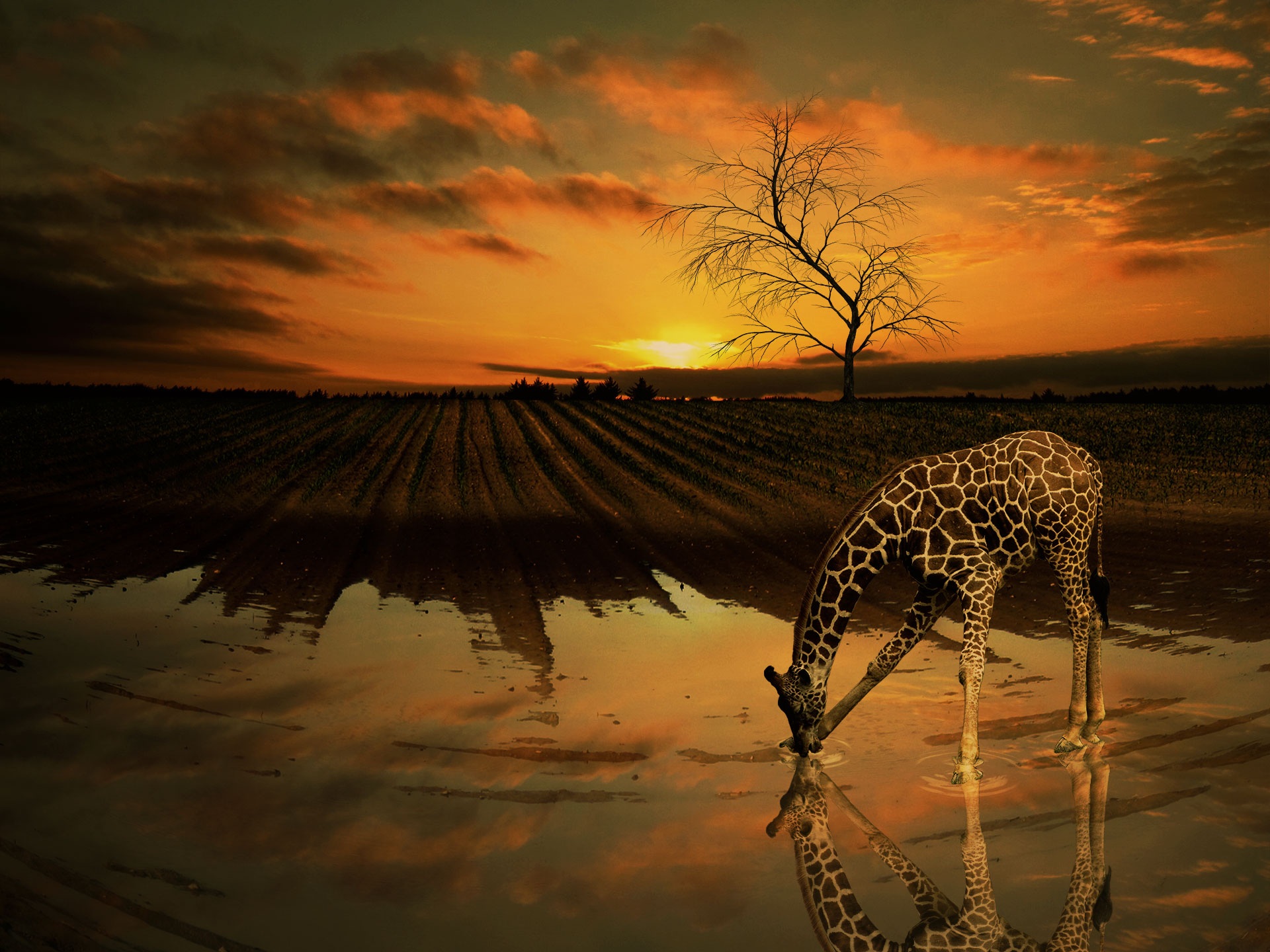 Download mobile wallpaper Reflection, Tree, Field, Animal, Pond, Giraffe, Africa for free.