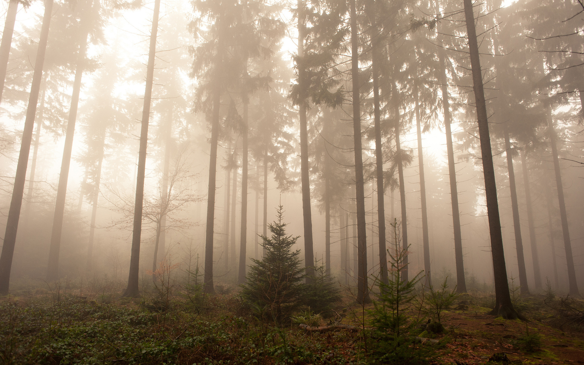 Téléchargez des papiers peints mobile Brouillard, Terre/nature gratuitement.