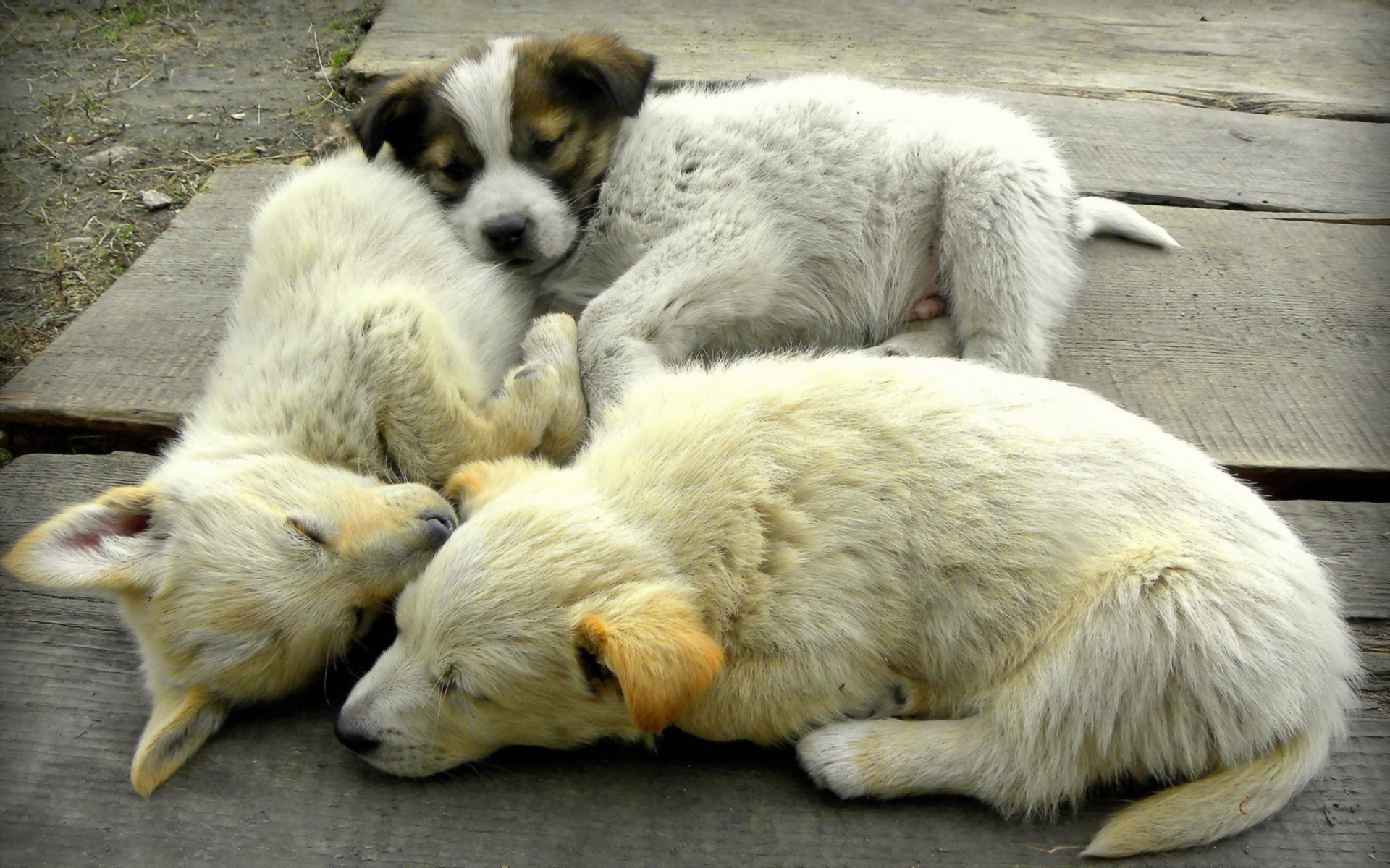 Laden Sie das Welpen, Hunde, Tiere-Bild kostenlos auf Ihren PC-Desktop herunter