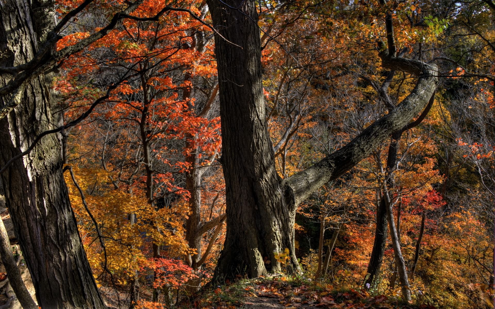 Téléchargez des papiers peints mobile Automne, Terre/nature gratuitement.