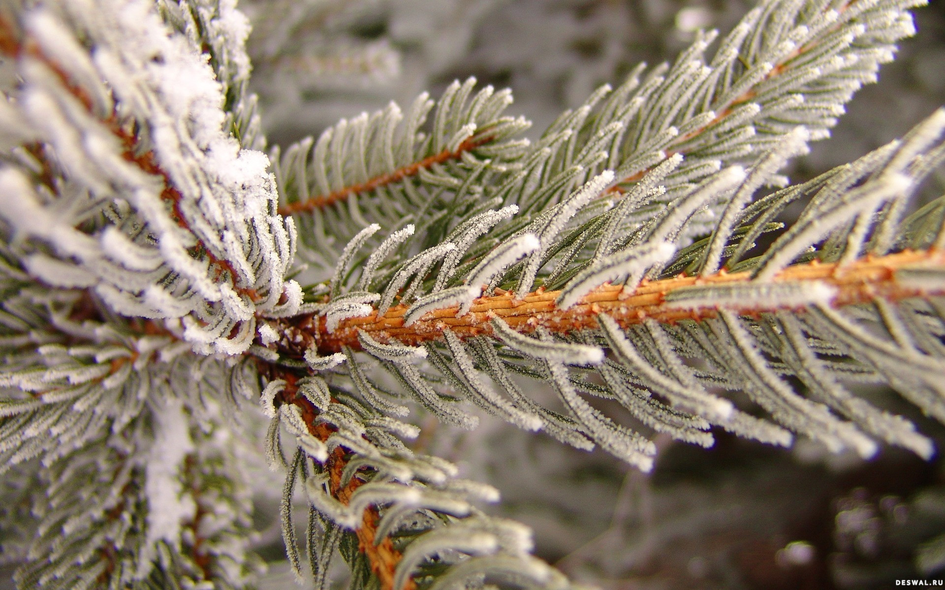 Baixar papel de parede para celular de Inverno, Terra/natureza gratuito.