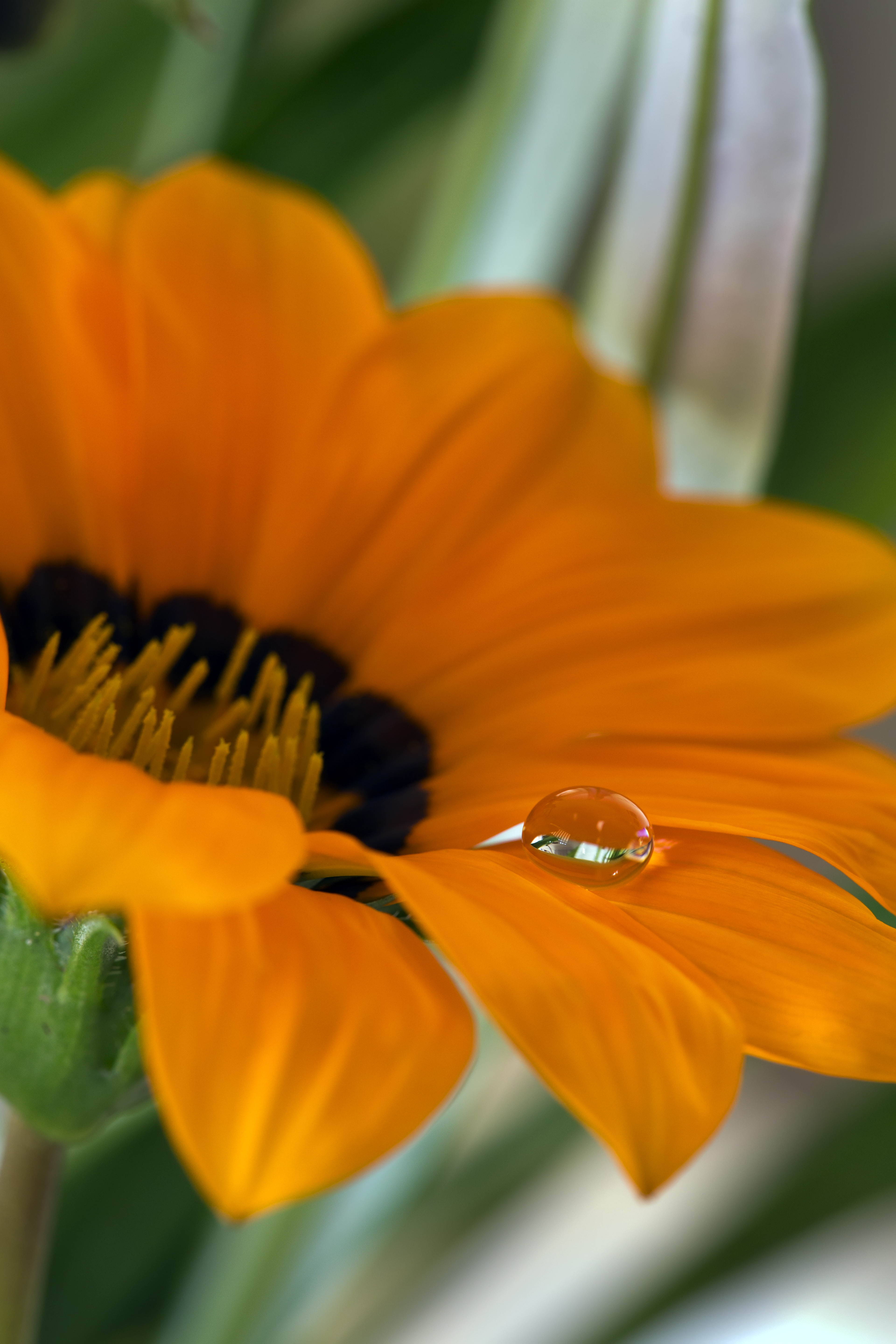 Laden Sie das Blume, Blumen, Wasser, Makro, Drop, Blütenblätter, Ein Tropfen-Bild kostenlos auf Ihren PC-Desktop herunter