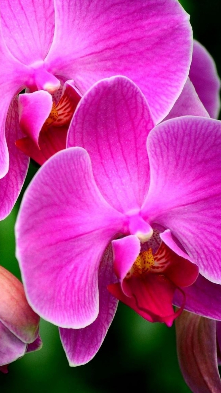 Handy-Wallpaper Blumen, Blume, Makro, Orchidee, Erde/natur, Pinke Blume kostenlos herunterladen.