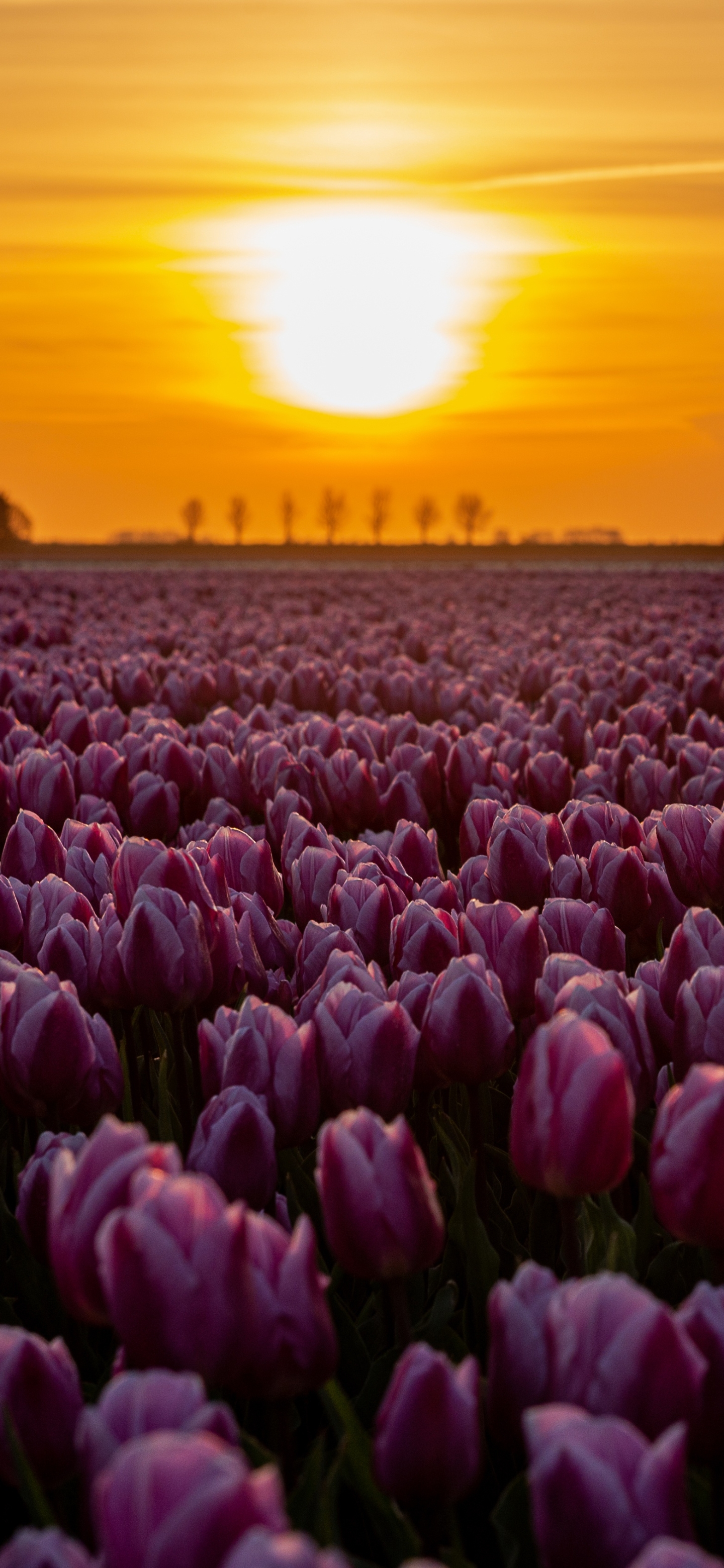 Baixe gratuitamente a imagem Flores, Pôr Do Sol, Flor Rosa, Tulipa, Terra/natureza na área de trabalho do seu PC