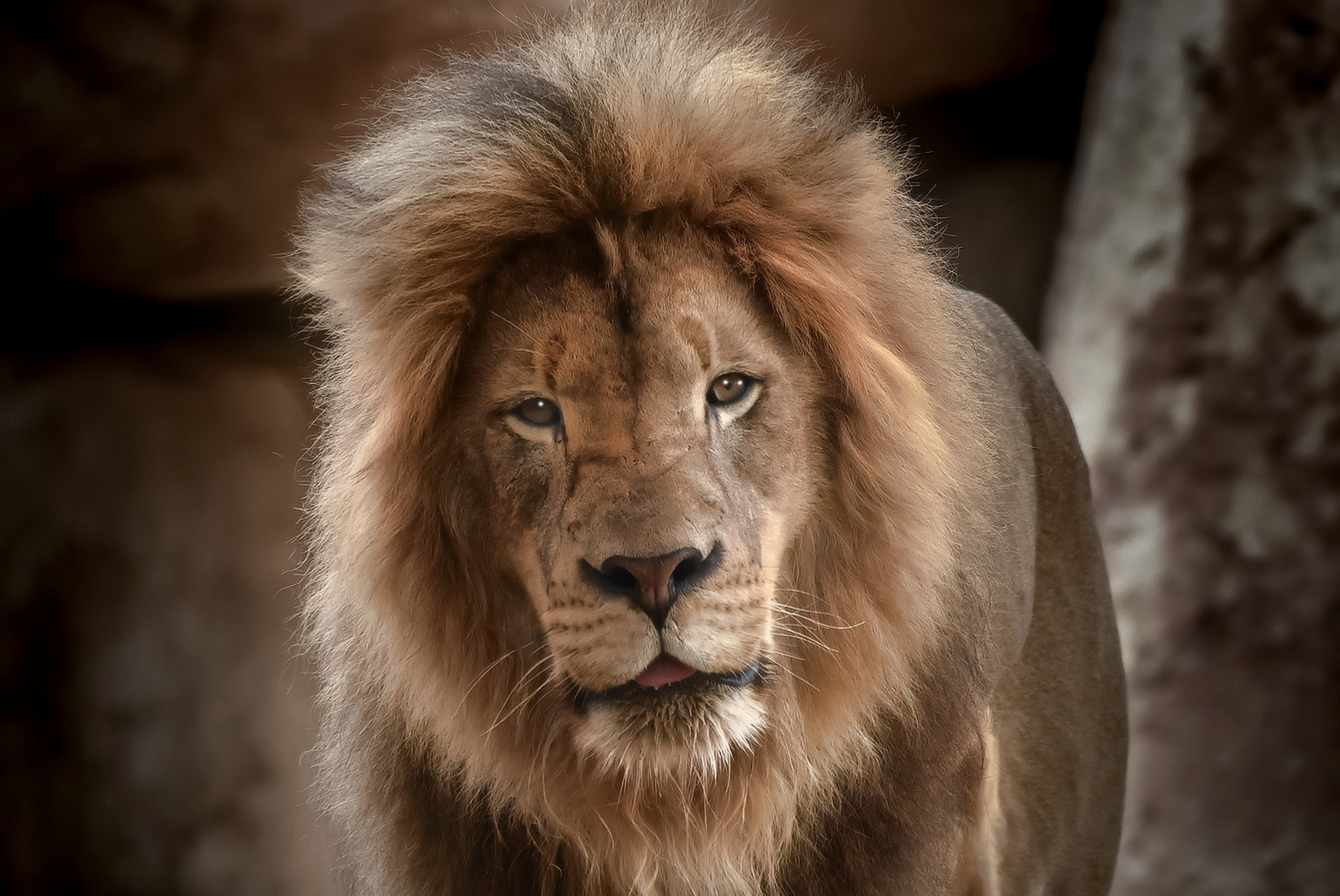 Téléchargez gratuitement l'image Animaux, Chats, Lion, Regard sur le bureau de votre PC