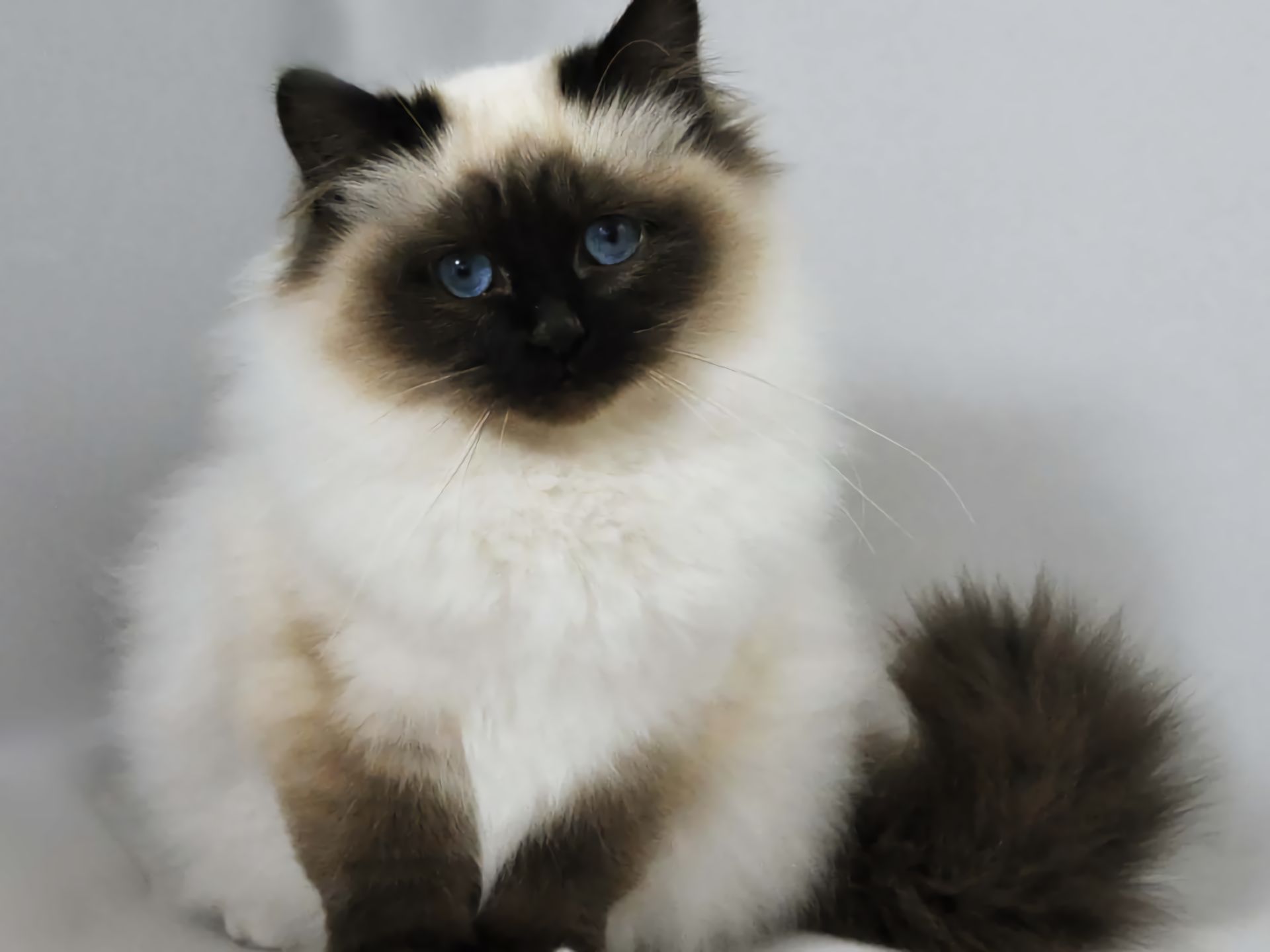 Free download wallpaper Cats, Cat, Animal, Himalayan Cat on your PC desktop