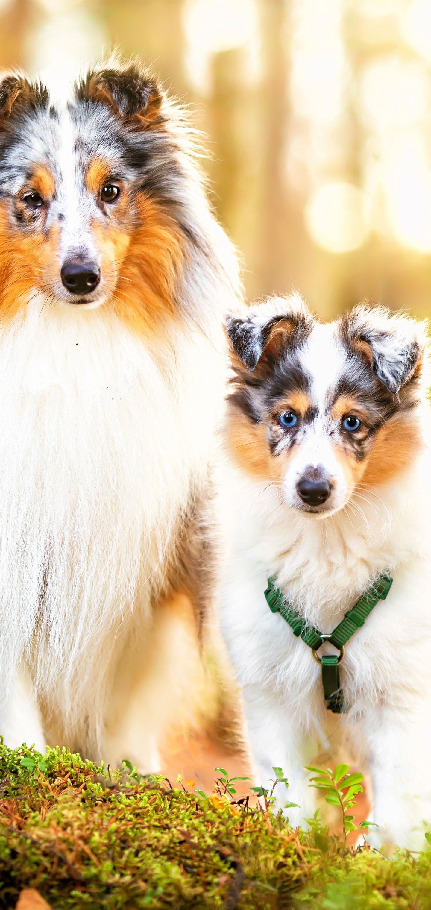 Download mobile wallpaper Dogs, Animal, Puppy, Shetland Sheepdog, Baby Animal for free.
