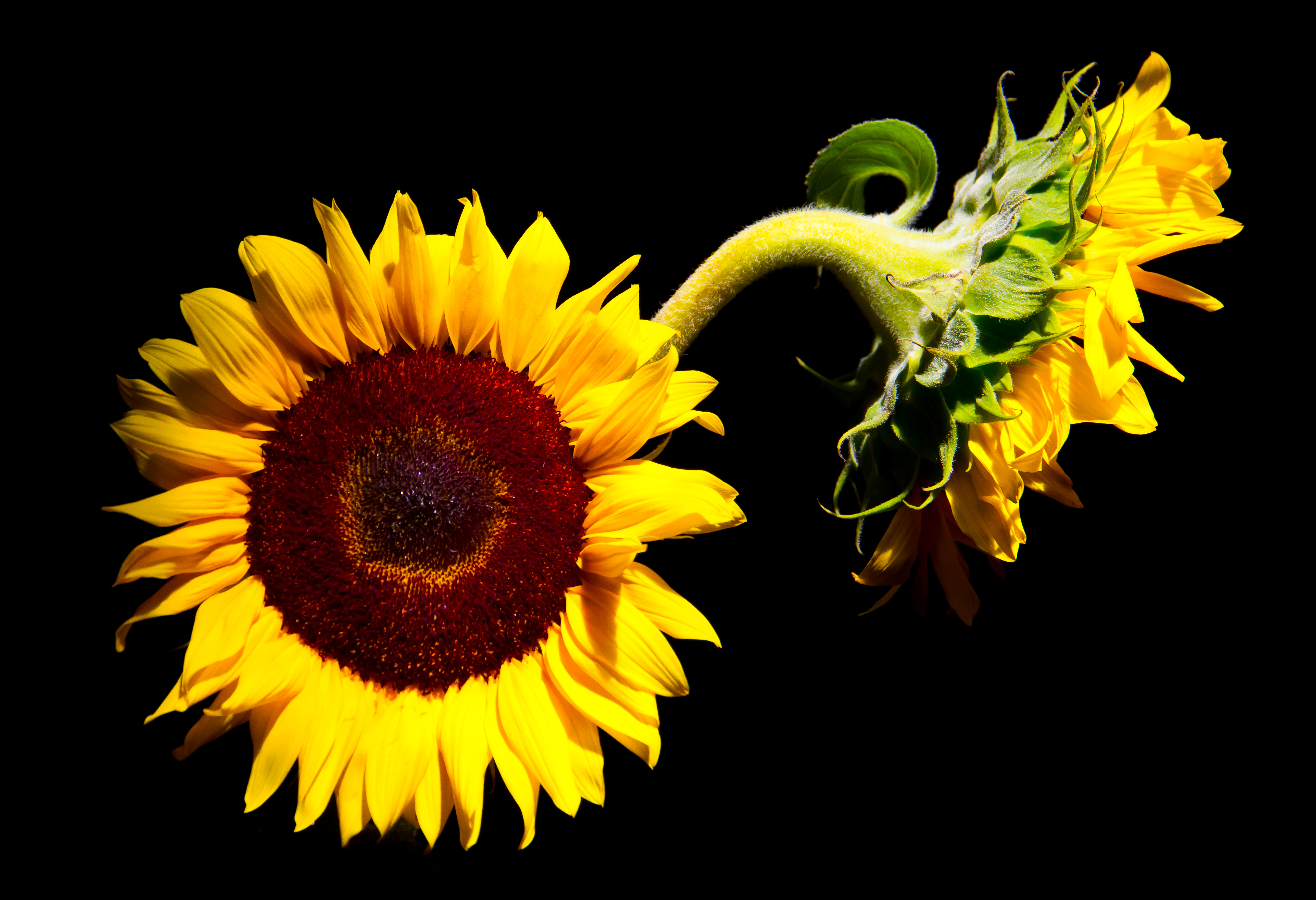 PCデスクトップに自然, フラワーズ, ひまわり, 花, 地球, 黄色い花画像を無料でダウンロード