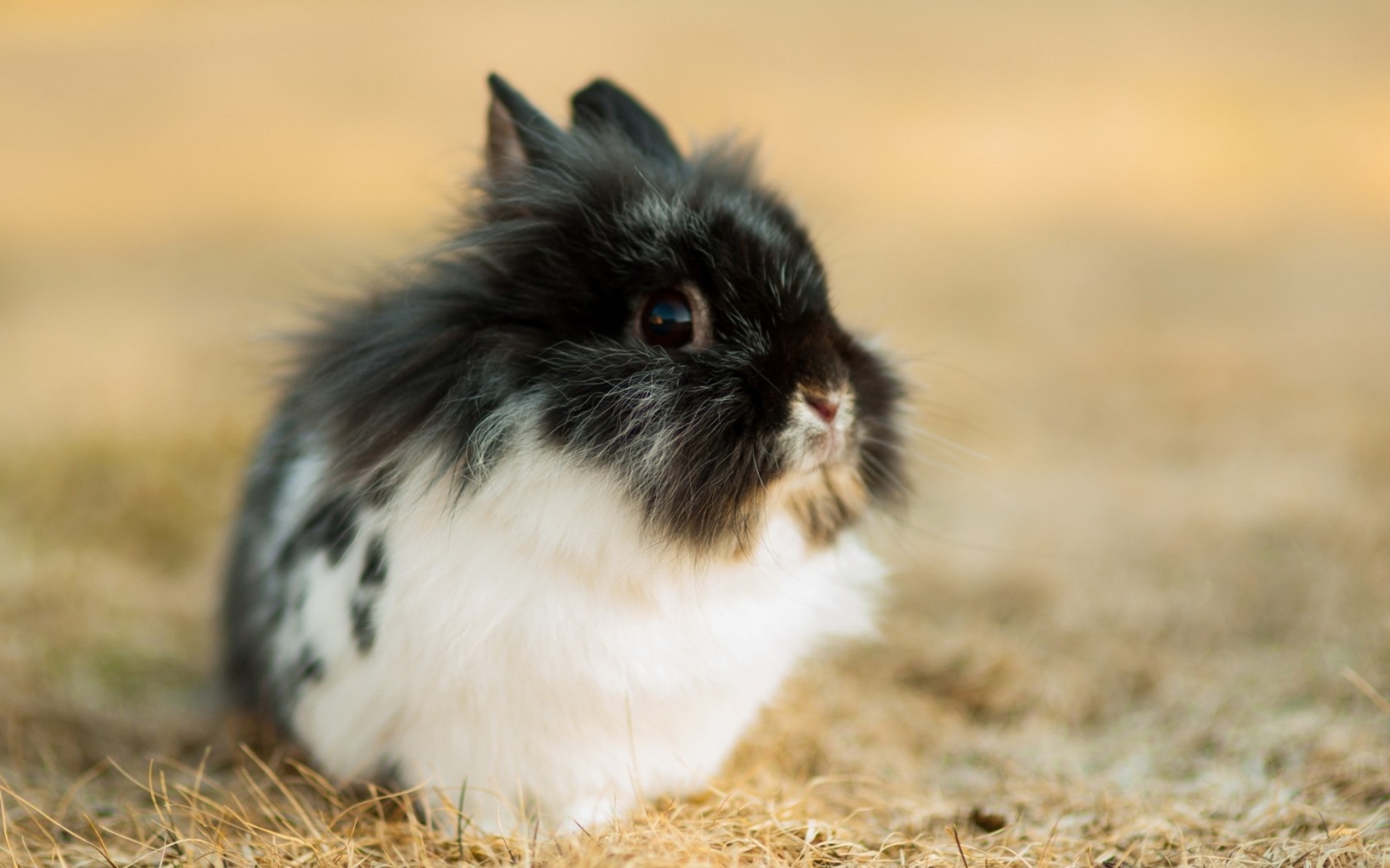 Free download wallpaper Animal, Rabbit on your PC desktop