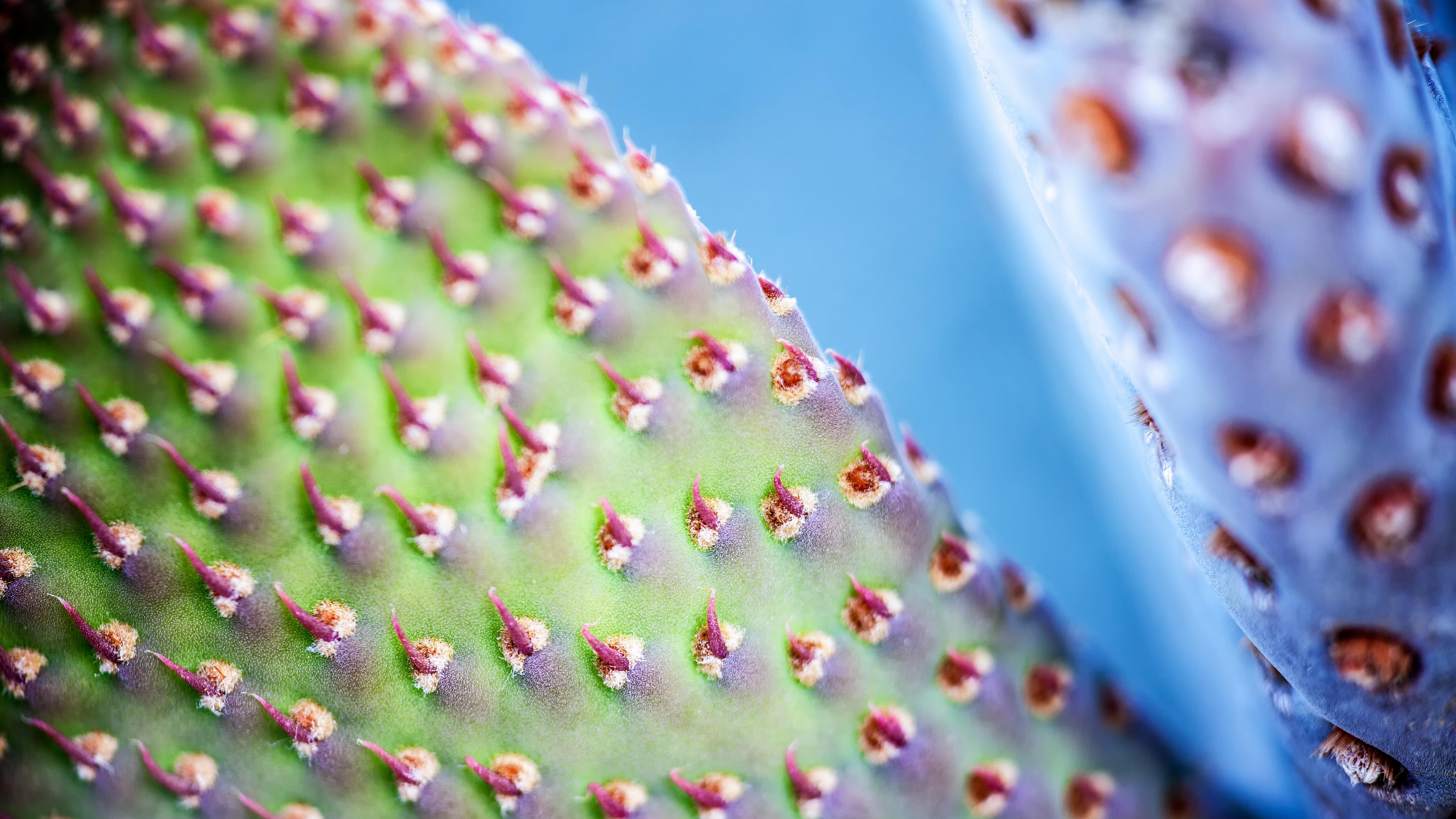 Téléchargez des papiers peints mobile Cactus, Plante, Terre/nature gratuitement.