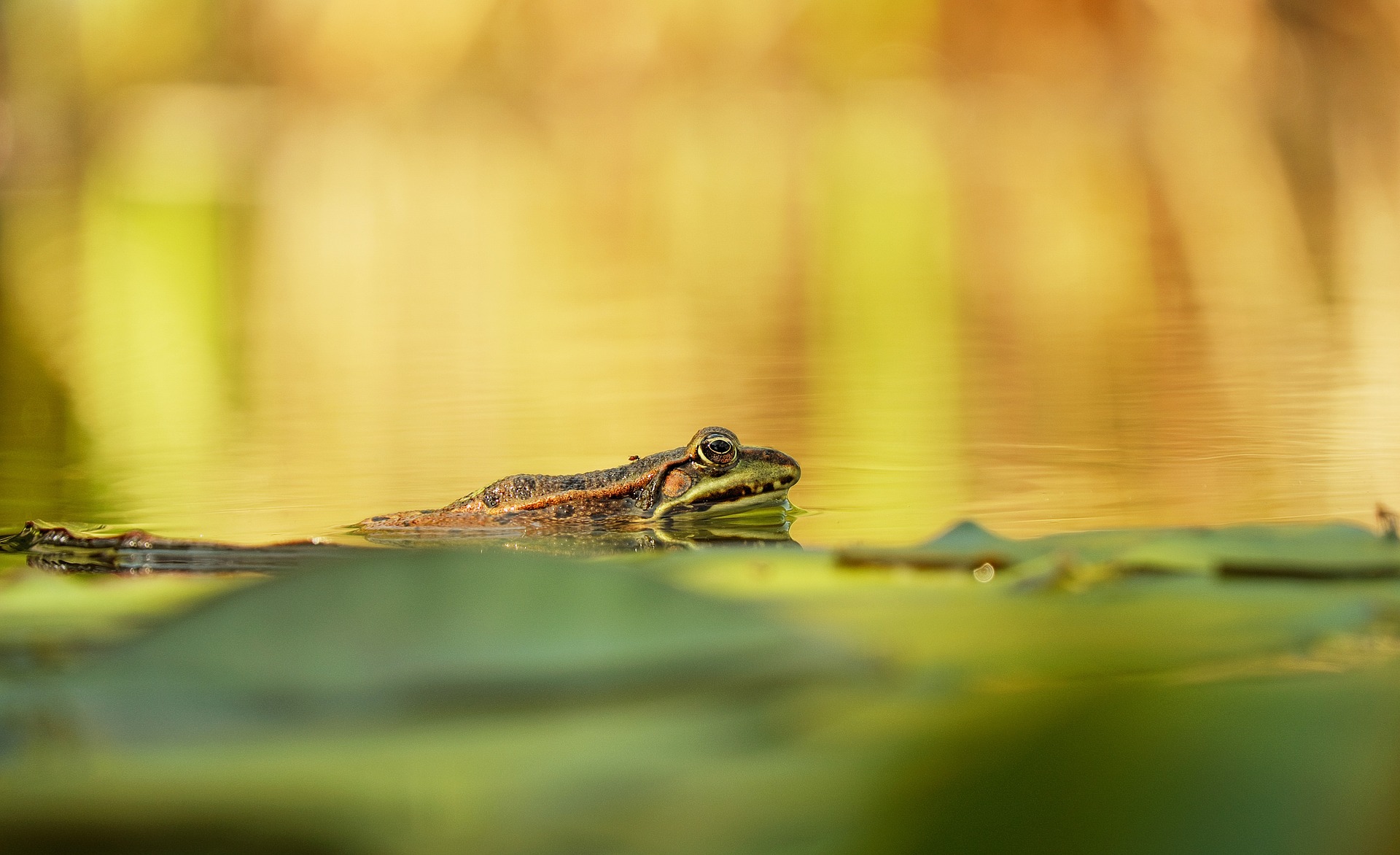 Download mobile wallpaper Frogs, Blur, Animal, Frog, Amphibian for free.