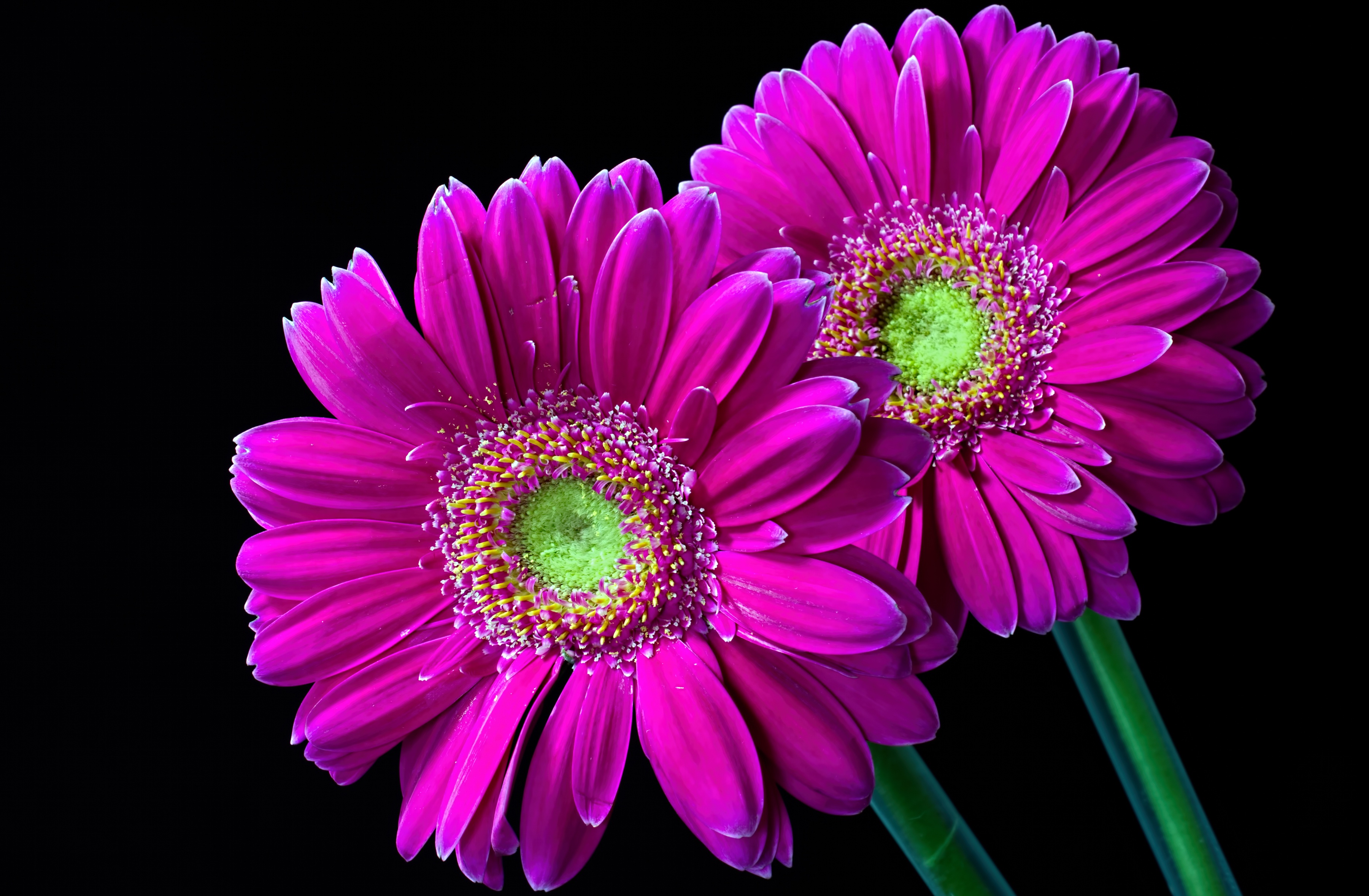 Descarga gratis la imagen Flores, Gerberas, Flor, De Cerca, Flor Purpura, Tierra/naturaleza en el escritorio de tu PC