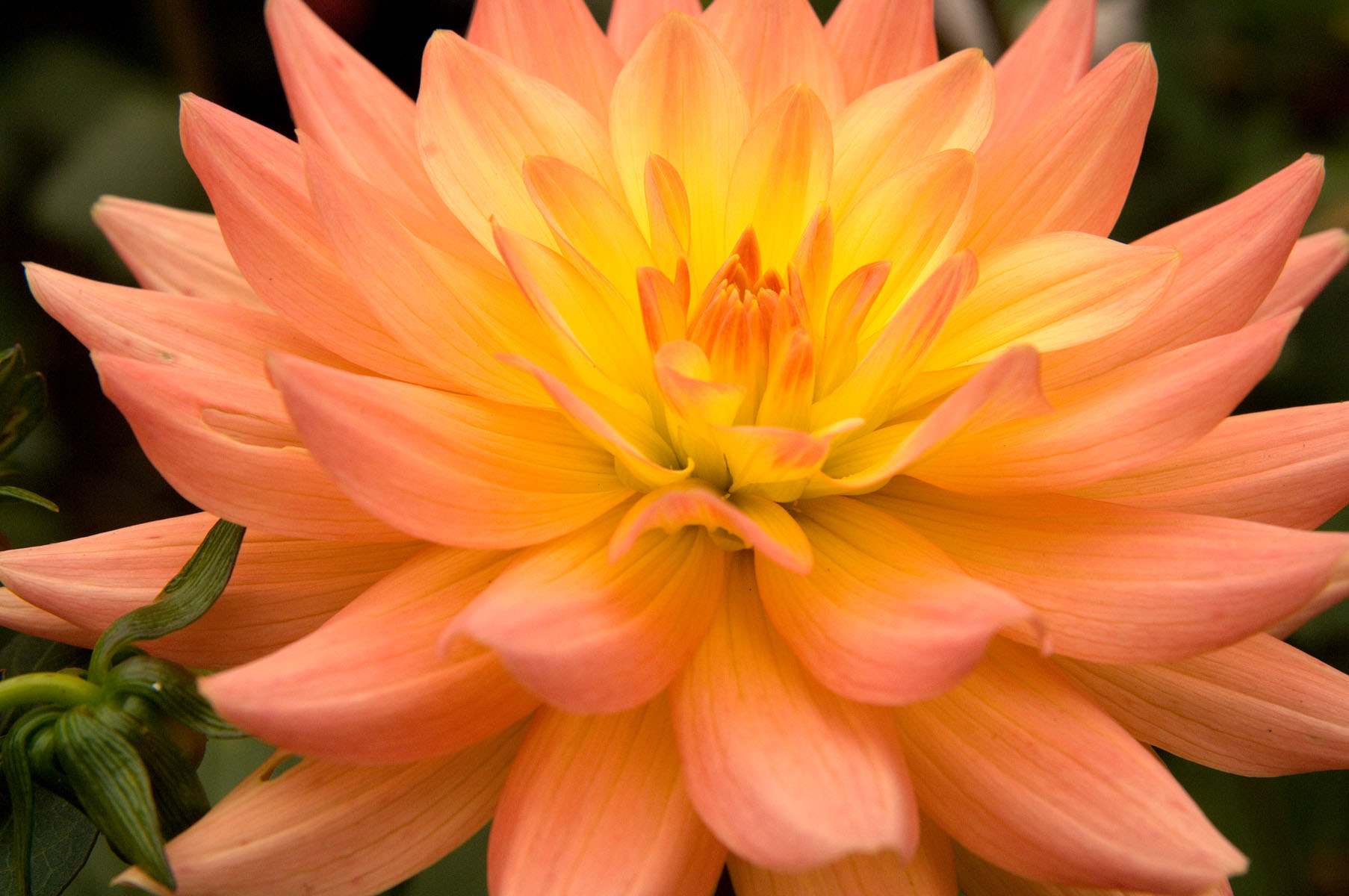 Download mobile wallpaper Flowers, Flower, Close Up, Earth, Dahlia for free.