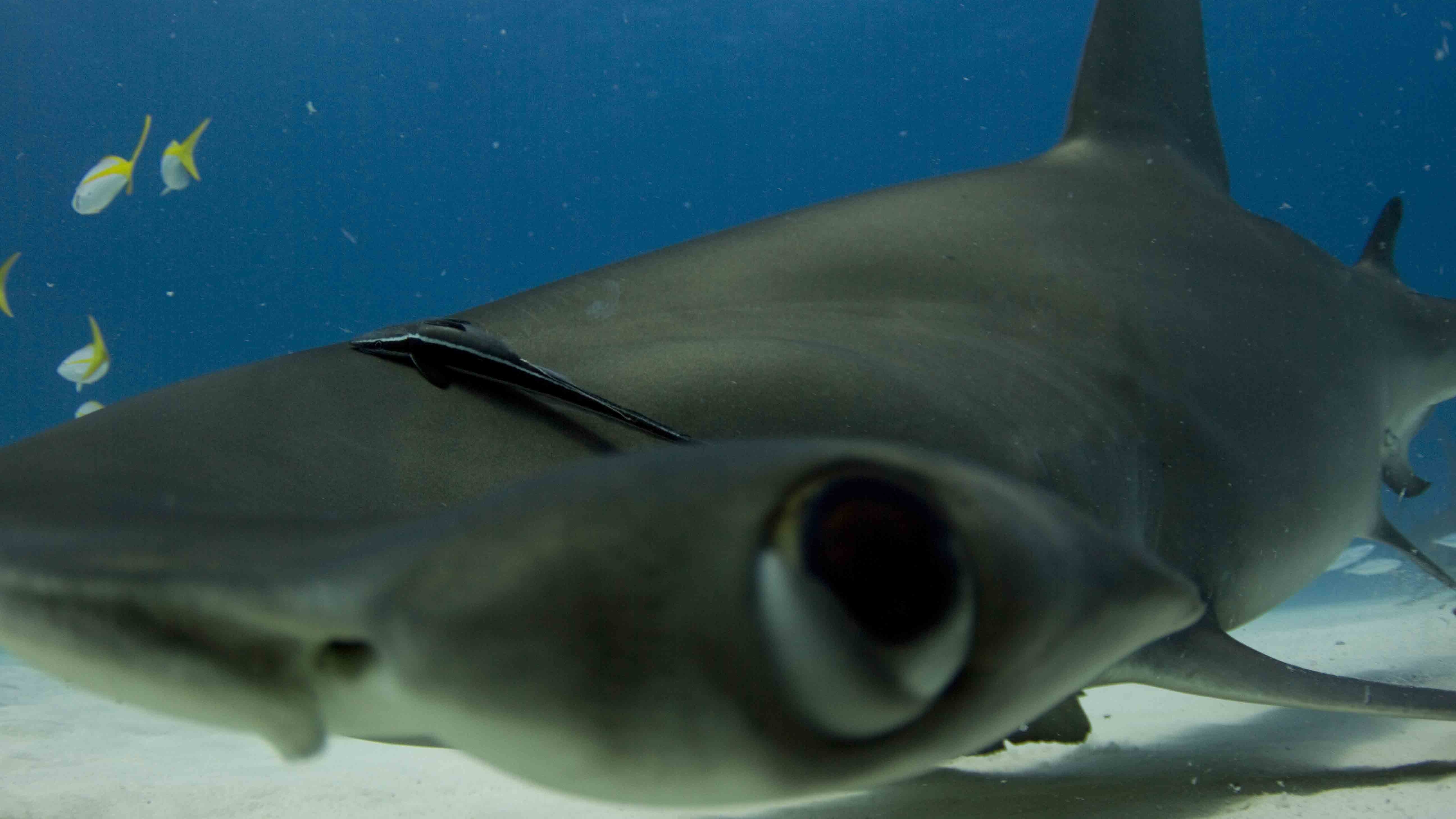 340055 descargar imagen animales, tiburon martillo, tiburones: fondos de pantalla y protectores de pantalla gratis