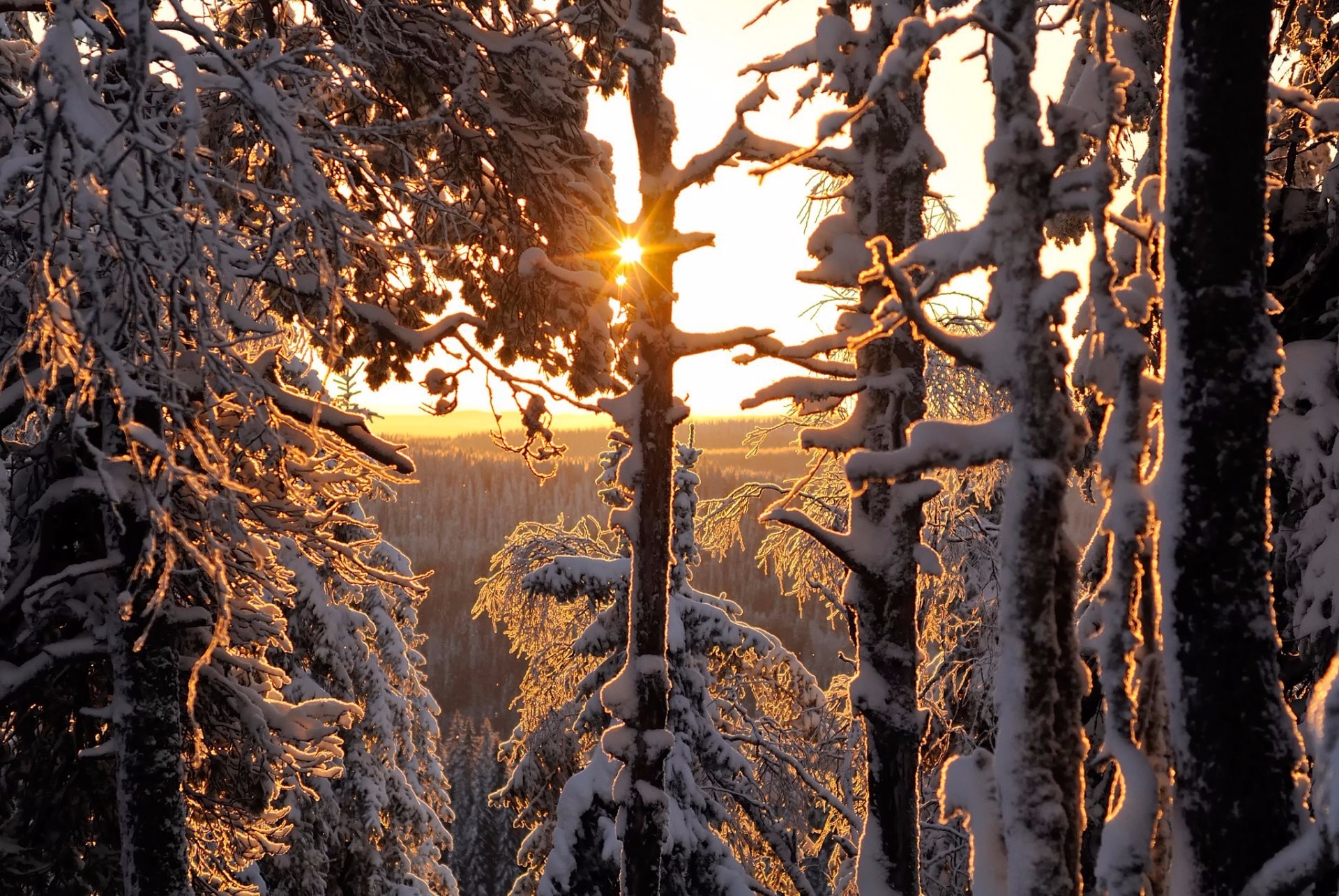 Free download wallpaper Winter, Sunset, Sun, Snow, Forest, Tree, Earth on your PC desktop
