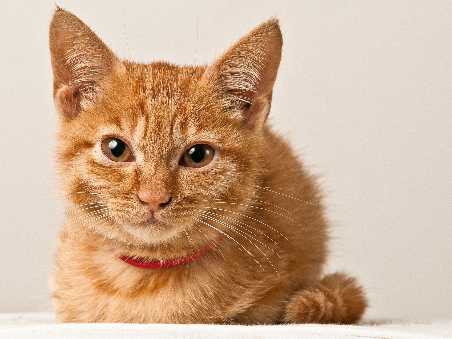 Free download wallpaper Muzzle, Collar, Animals, Kitty, Kitten on your PC desktop